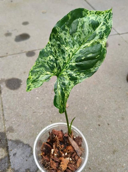 Syngonium Mottled node cutting