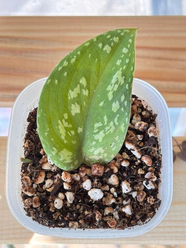 Scindapsus Snakeskin cutting