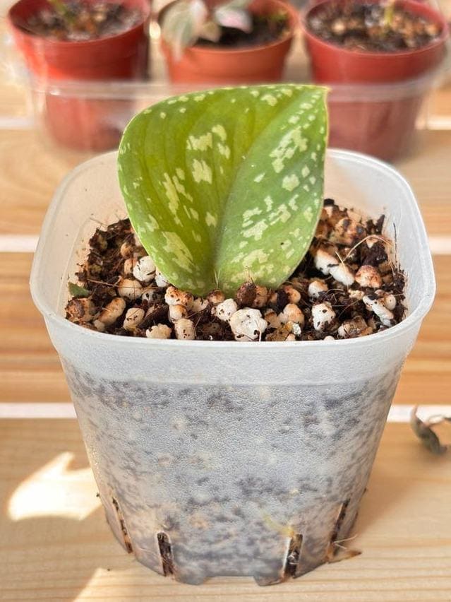 Scindapsus Snakeskin cutting