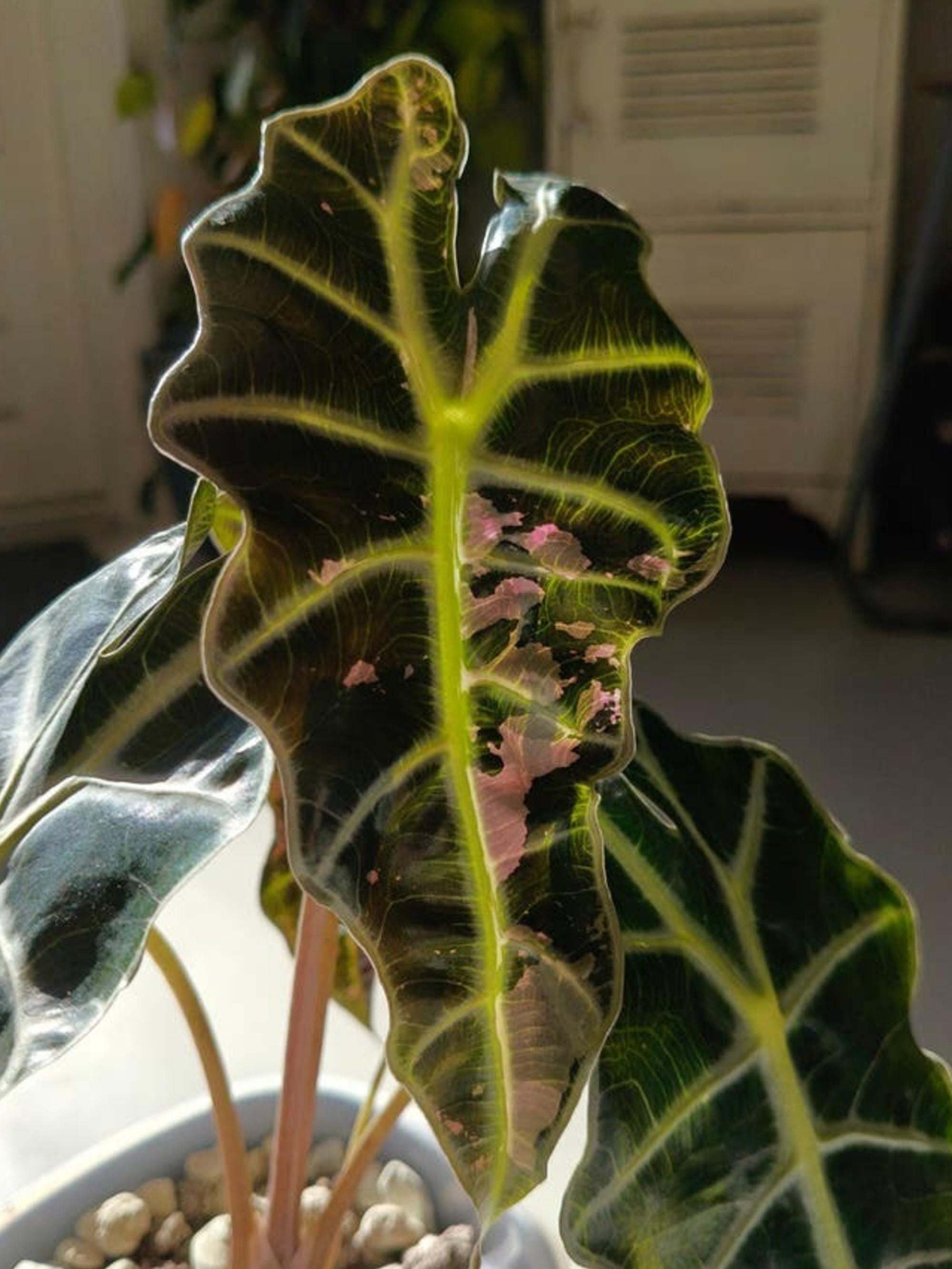 Alocasia Amazonica Polly Albo Pink bulb