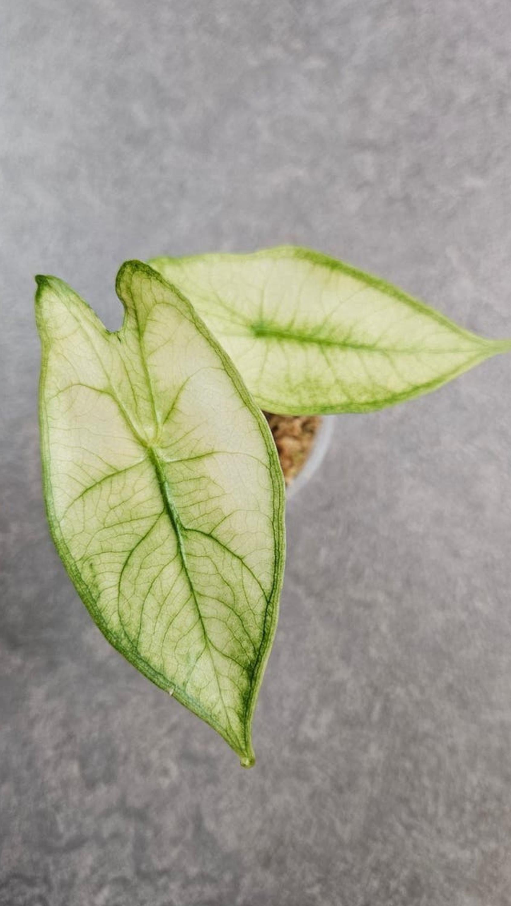 Alocasia Longiloba Albo Mint Variegata bulb