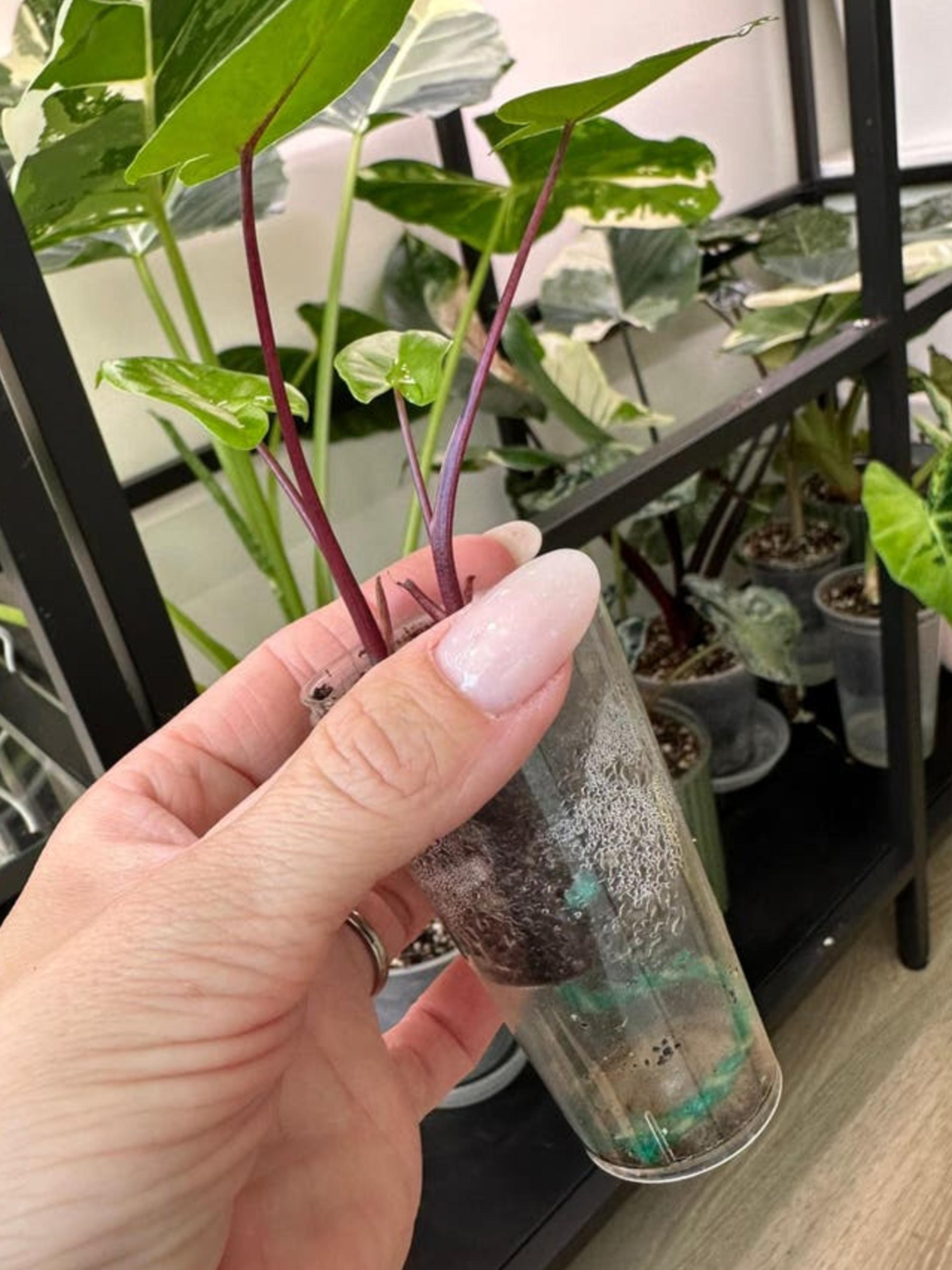 Alocasia Macrorrhiza Black Stem Albo Variegata bulb