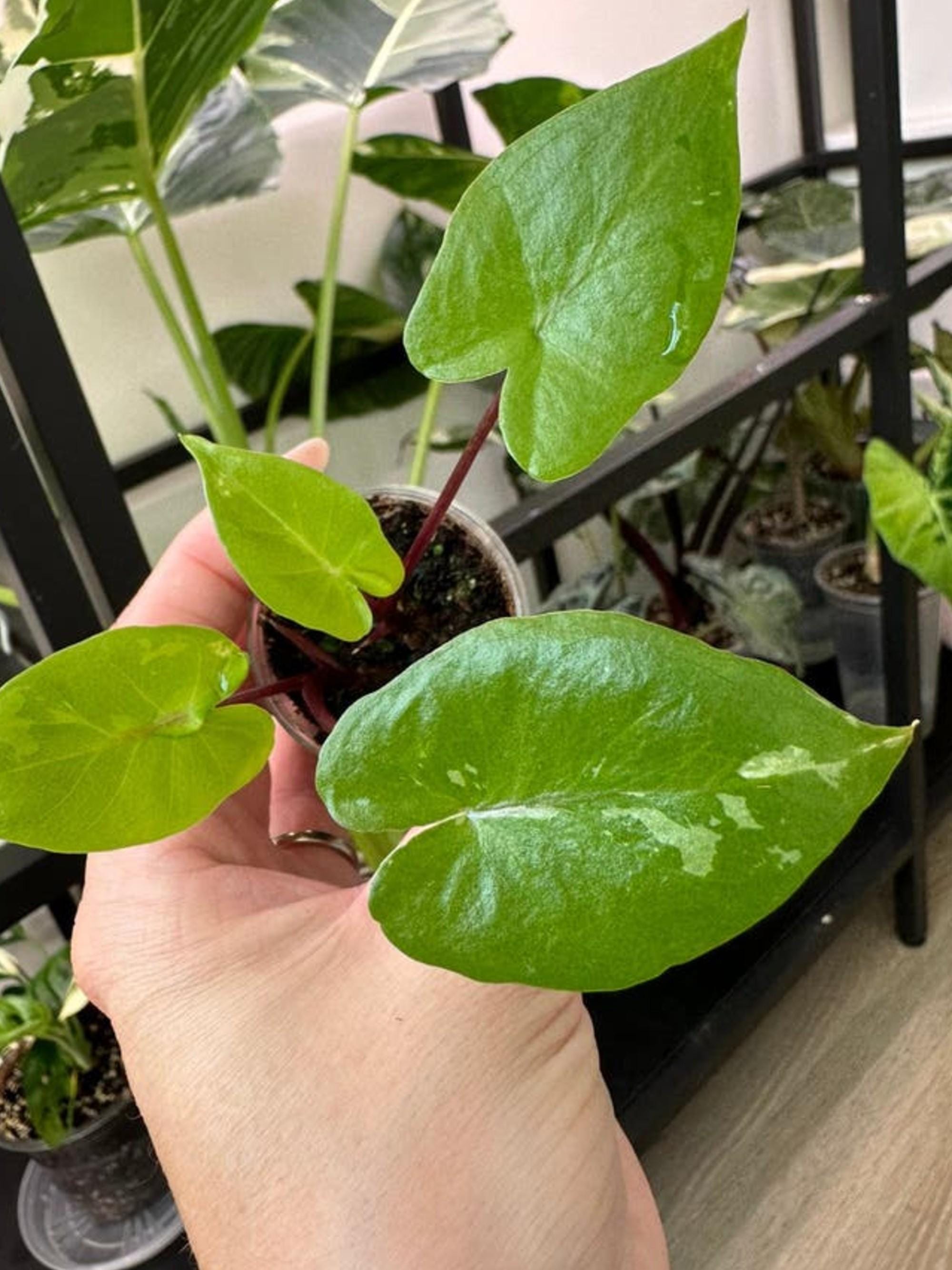 Alocasia Macrorrhiza Black Stem Albo Variegata bulb