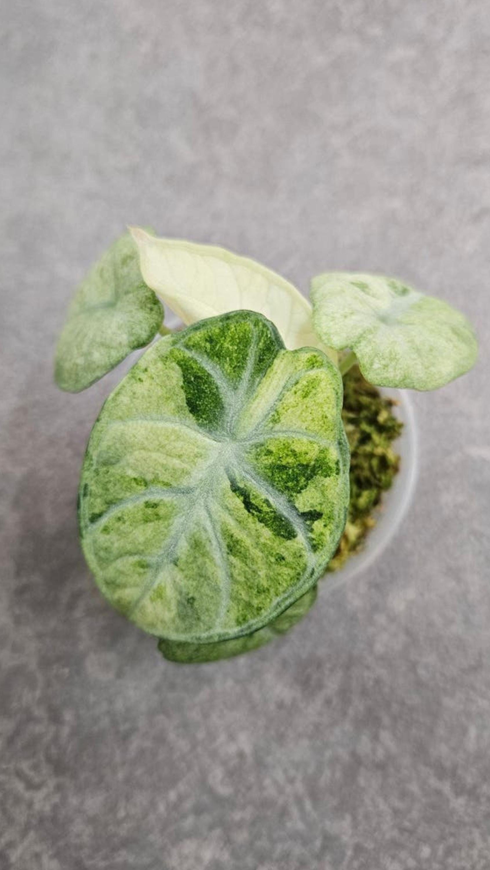 Alocasia Ninja Tricolor Variegata bulb