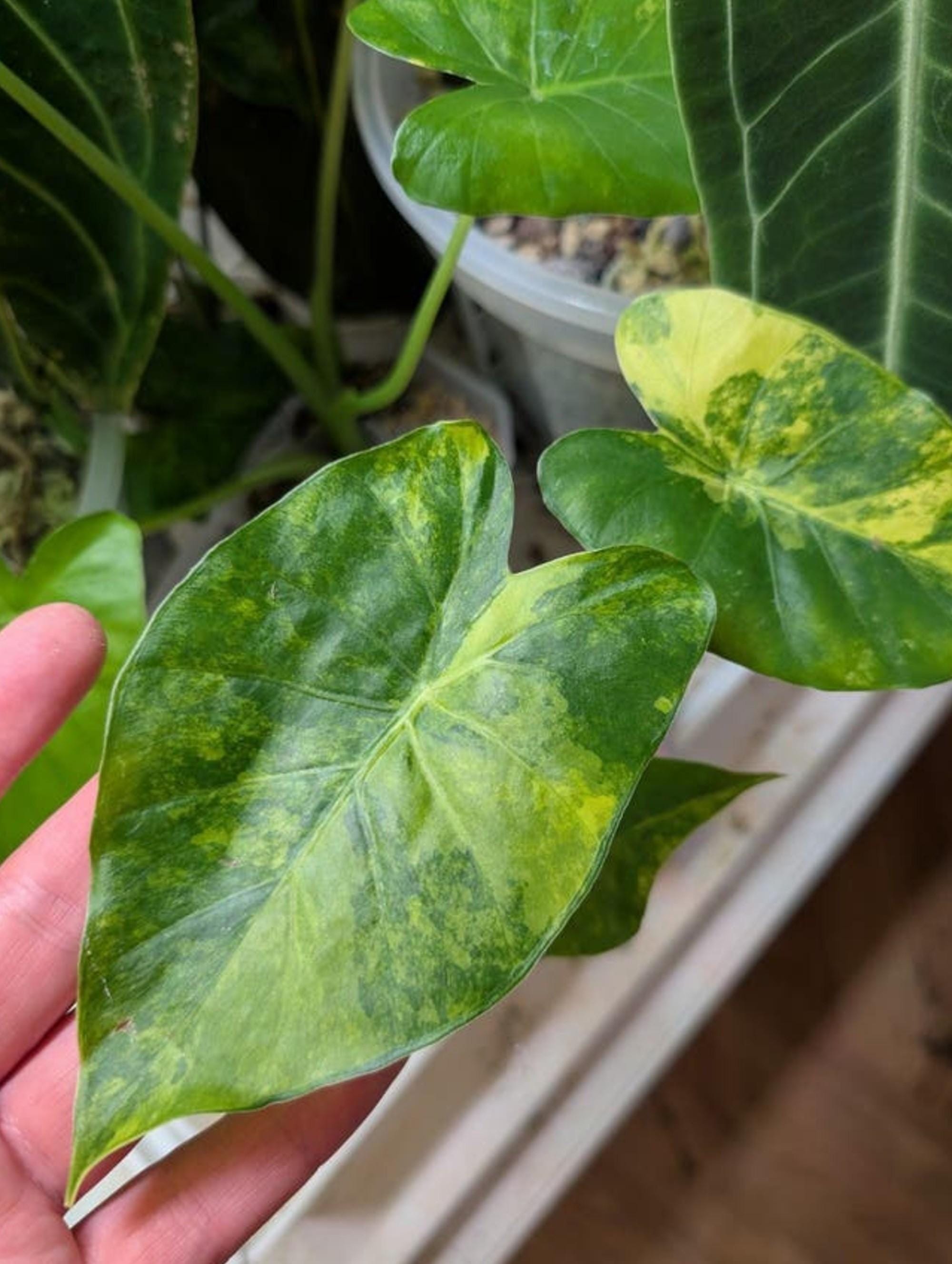 Alocasia Odora California Aurea bulb