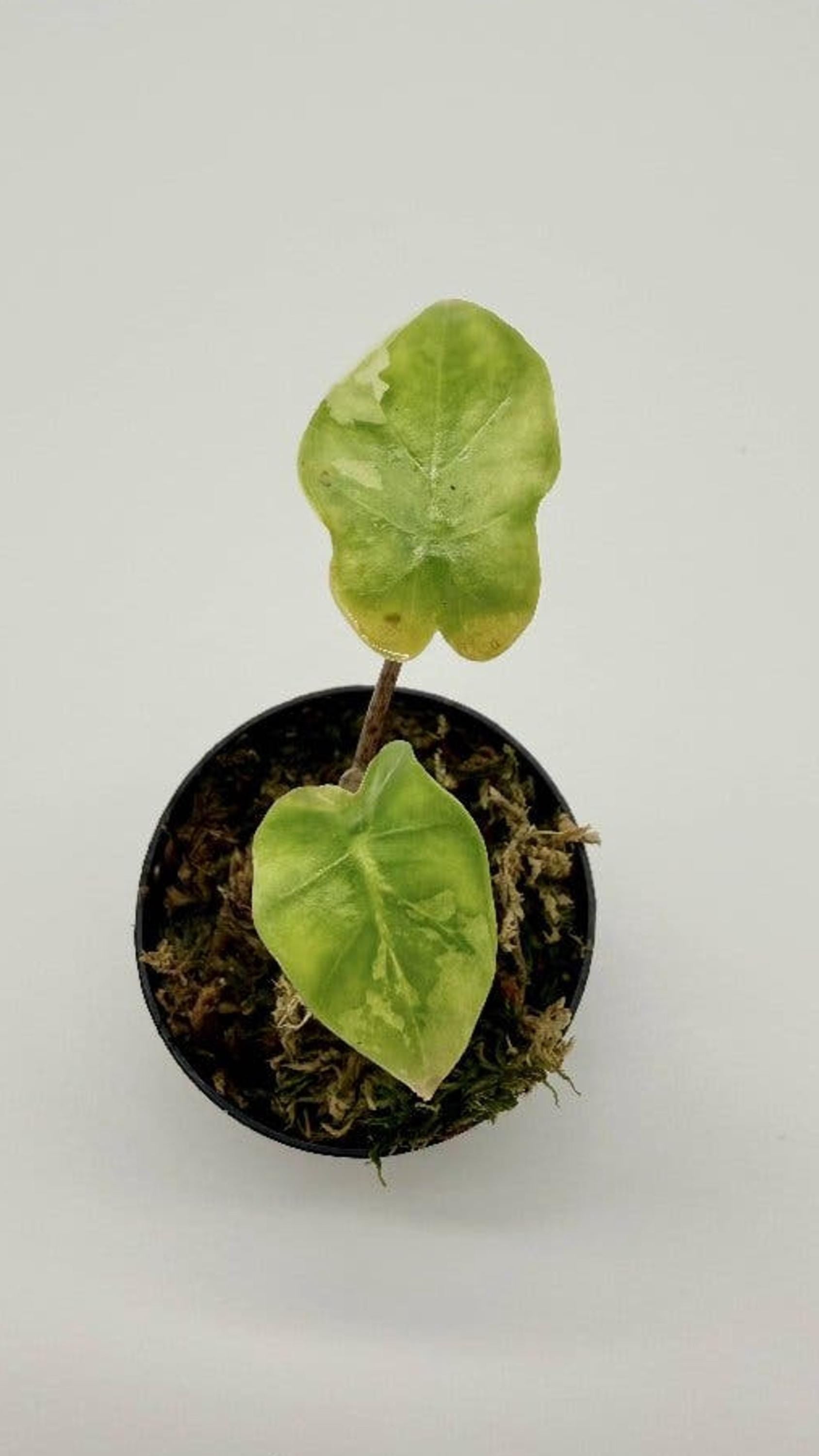 Alocasia Portodora Albo Variegata bulb