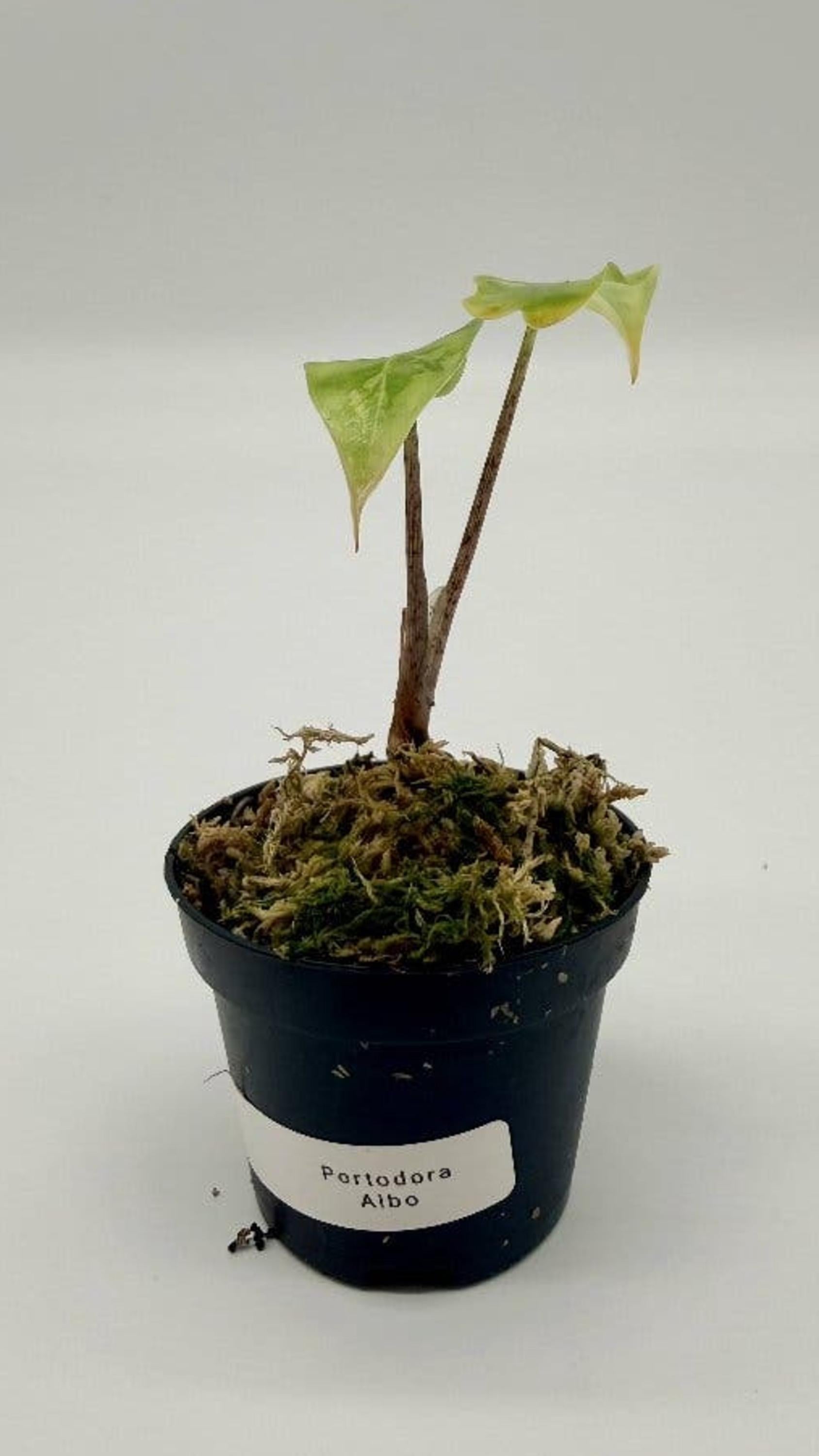 Alocasia Portodora Albo Variegata bulb