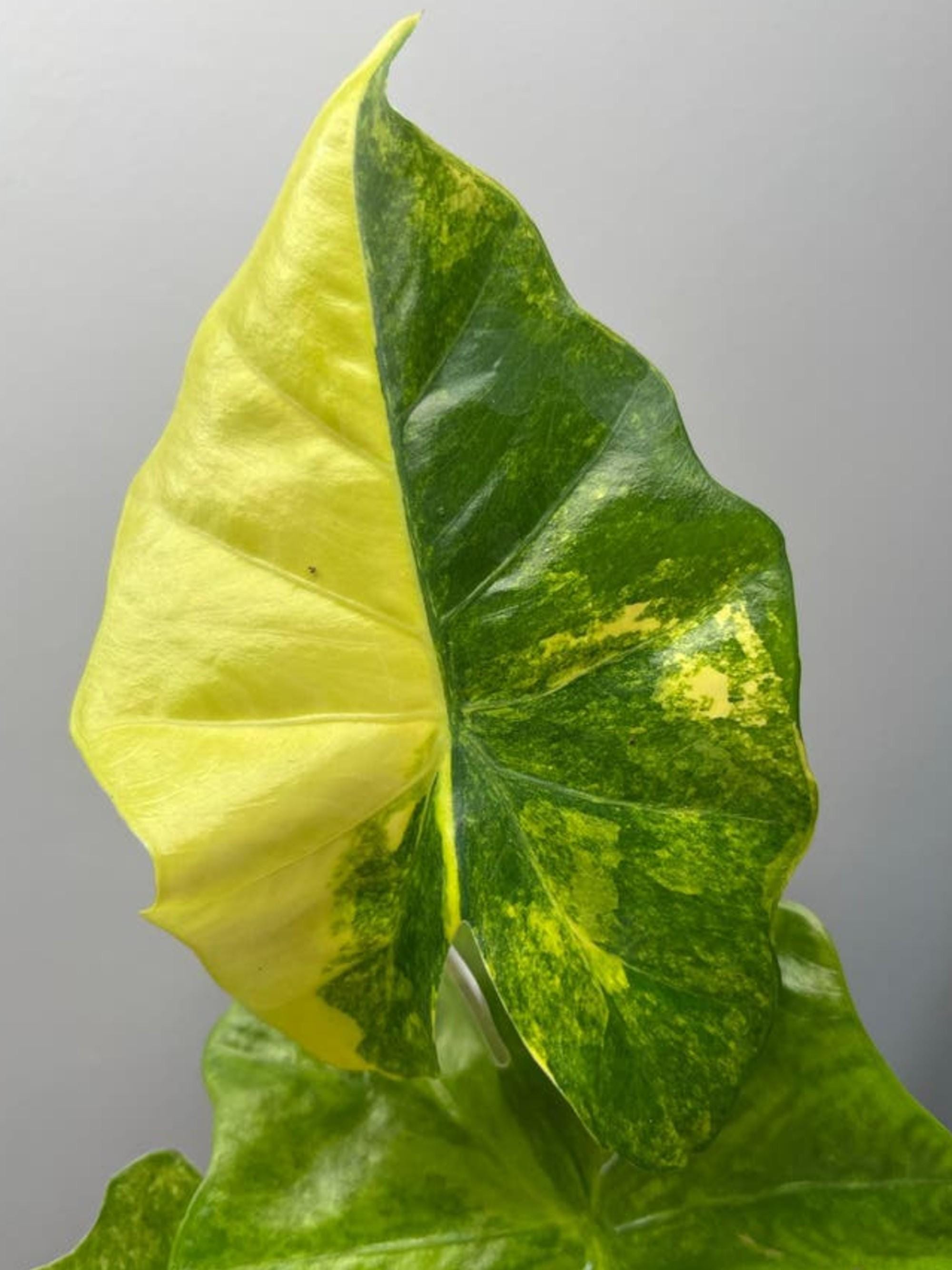Alocasia Portodora Aurea Variegata bulb