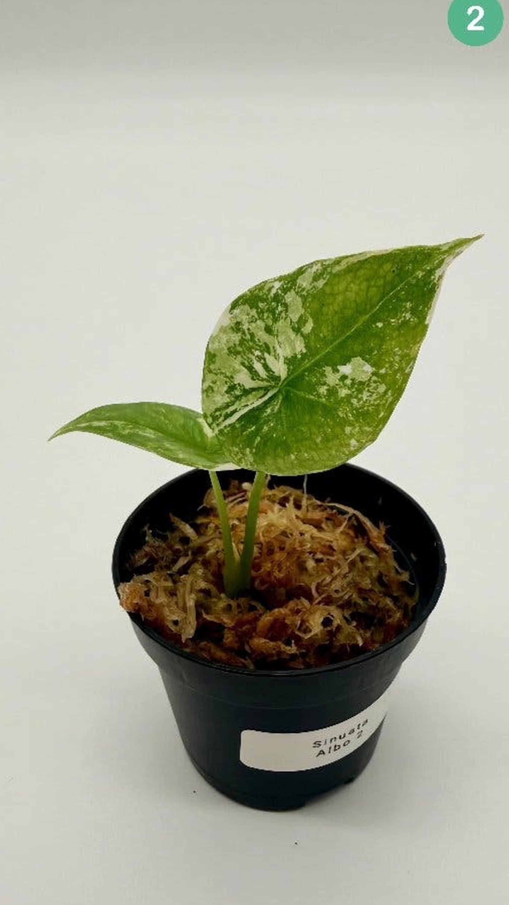 Alocasia Sinuata Albo Variegata bulb