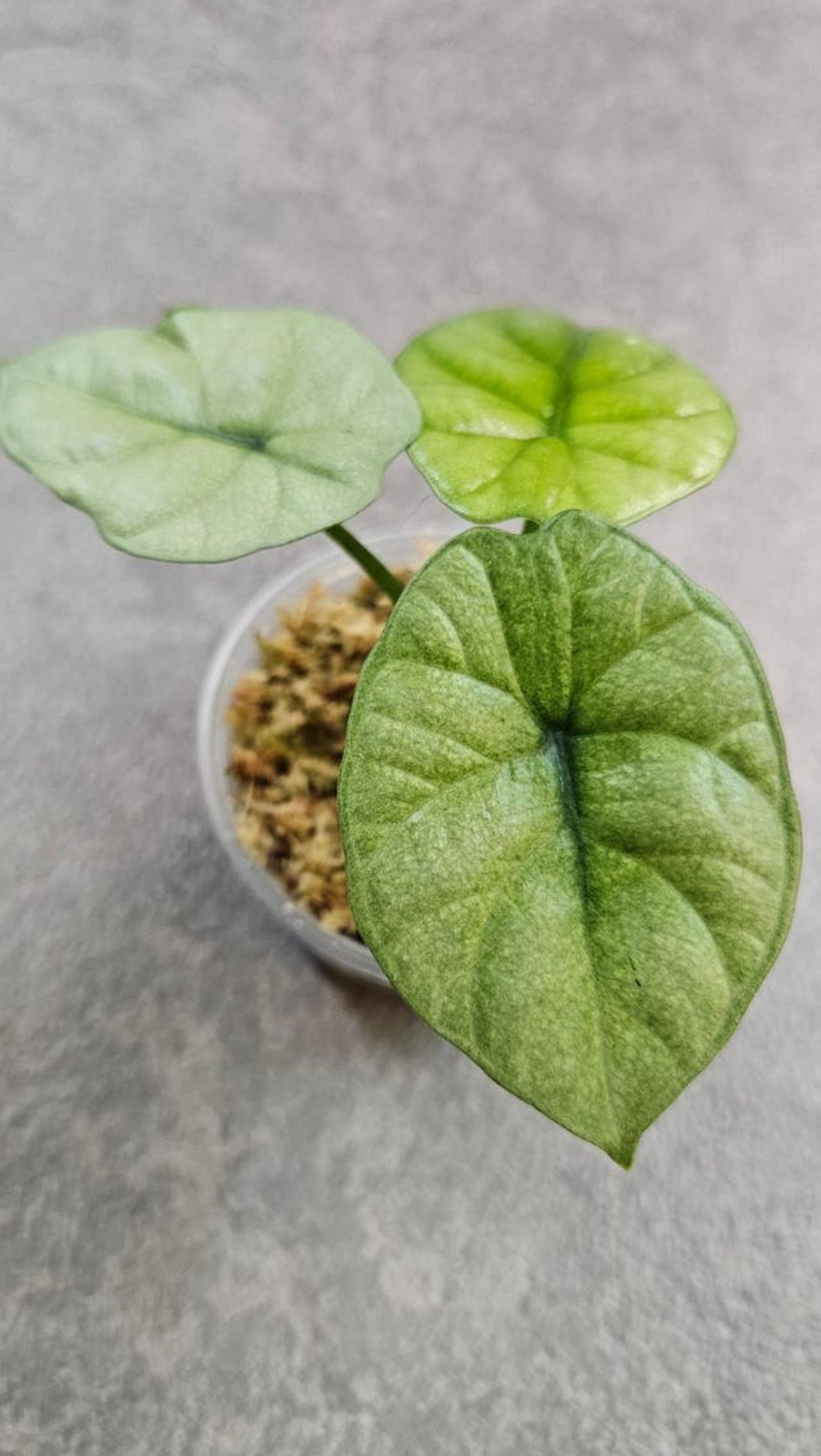 Alocasia Sinuata Mint GOG Variegata bulb