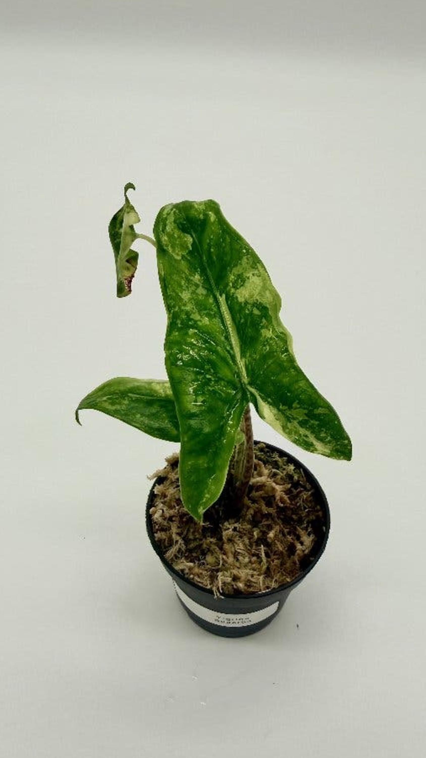 Alocasia Tigrina Superba Albo Variegata bulb
