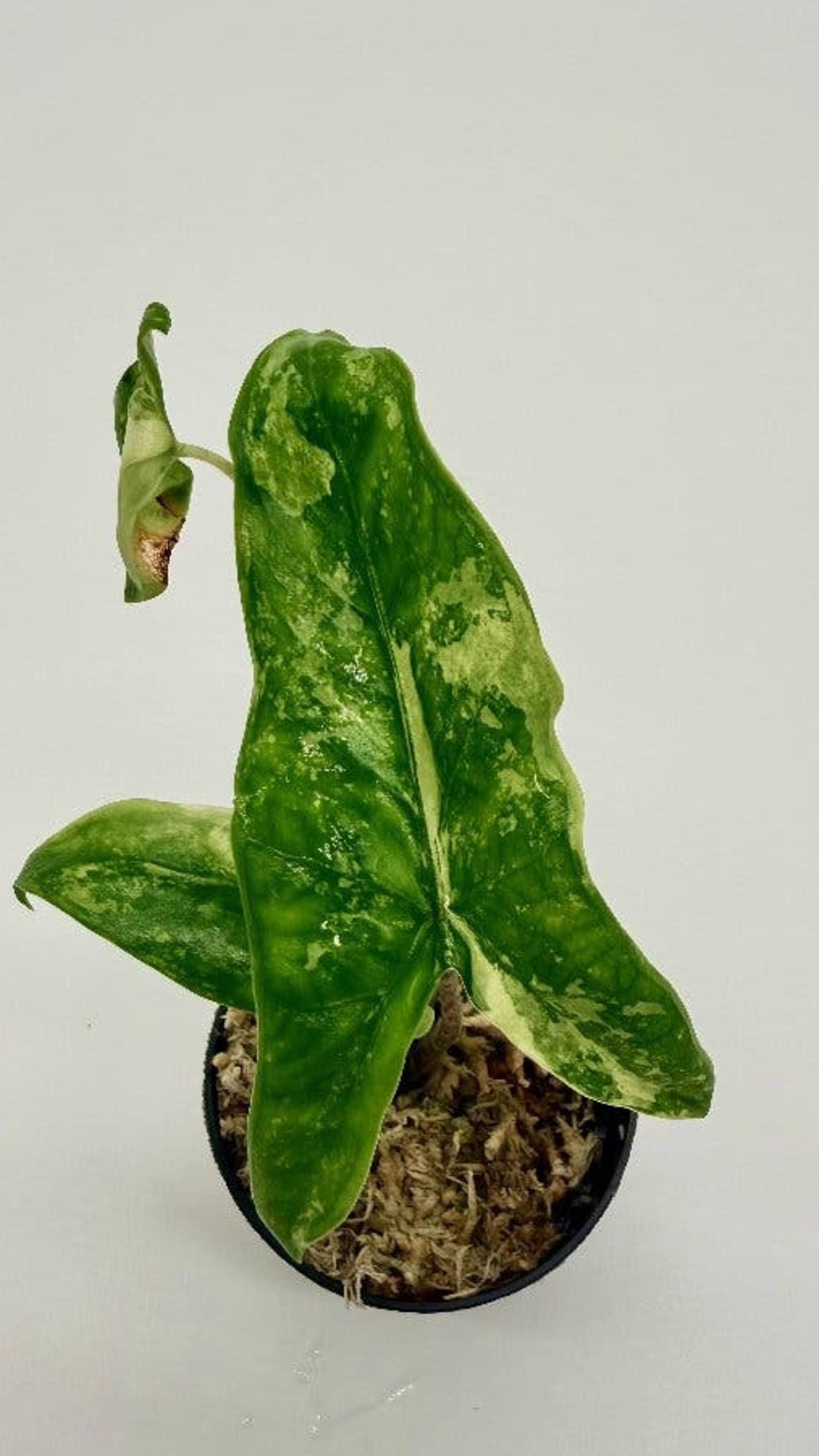 Alocasia Tigrina Superba Albo Variegata bulb