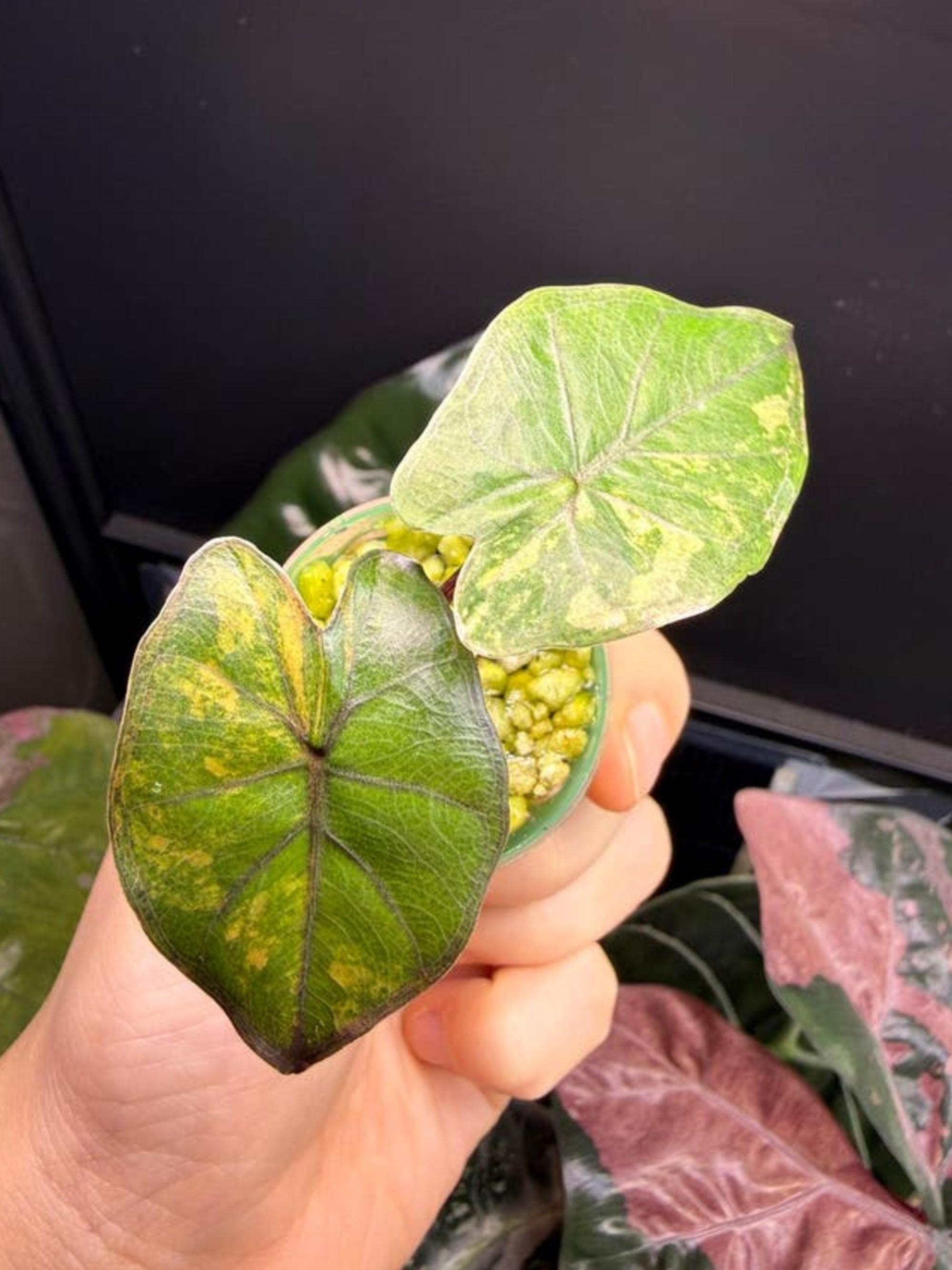 Alocasia Yucatan Princess Aurea bulb