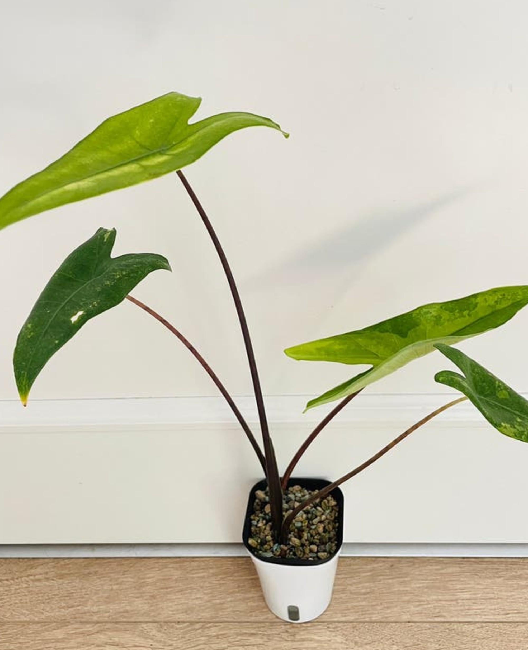Alocasia Zebrina Aurea Black Stem bulb