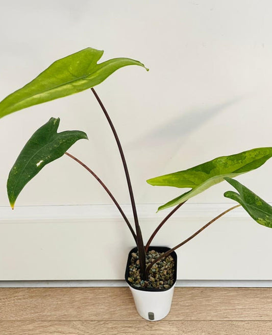 Alocasia Zebrina Aurea Black Stem bulb