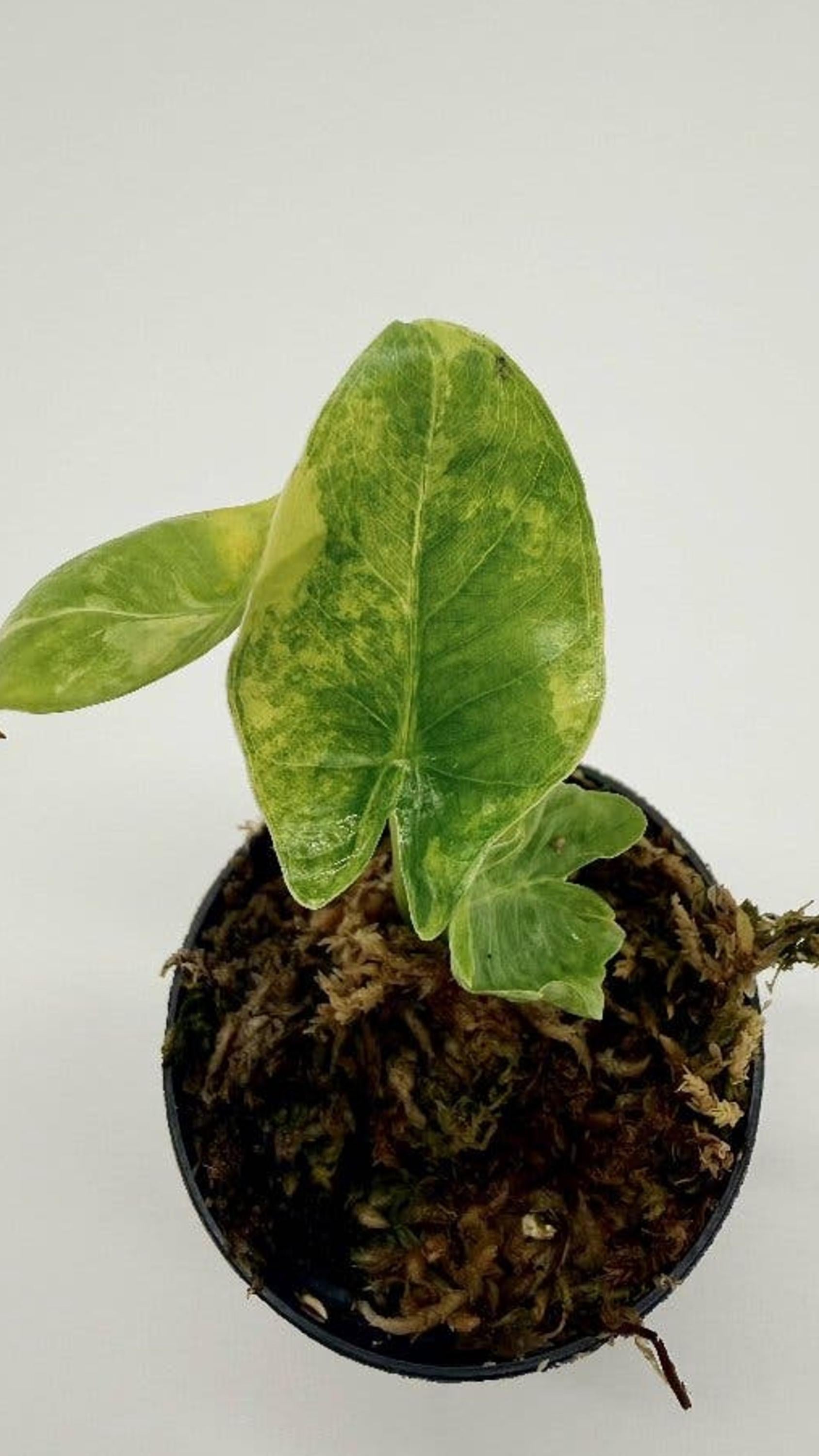 Alocasia Borneo Giant Aurea Variegata bulb