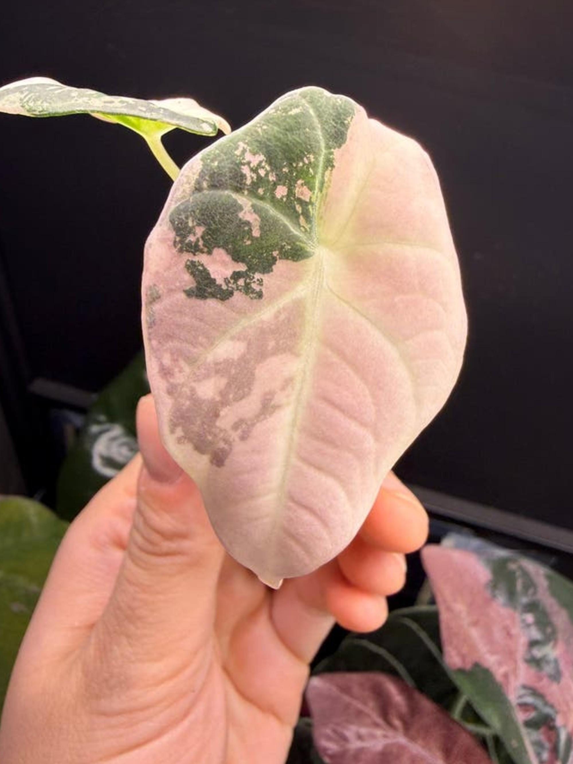 Alocasia Black Velvet Pink Albo bulb