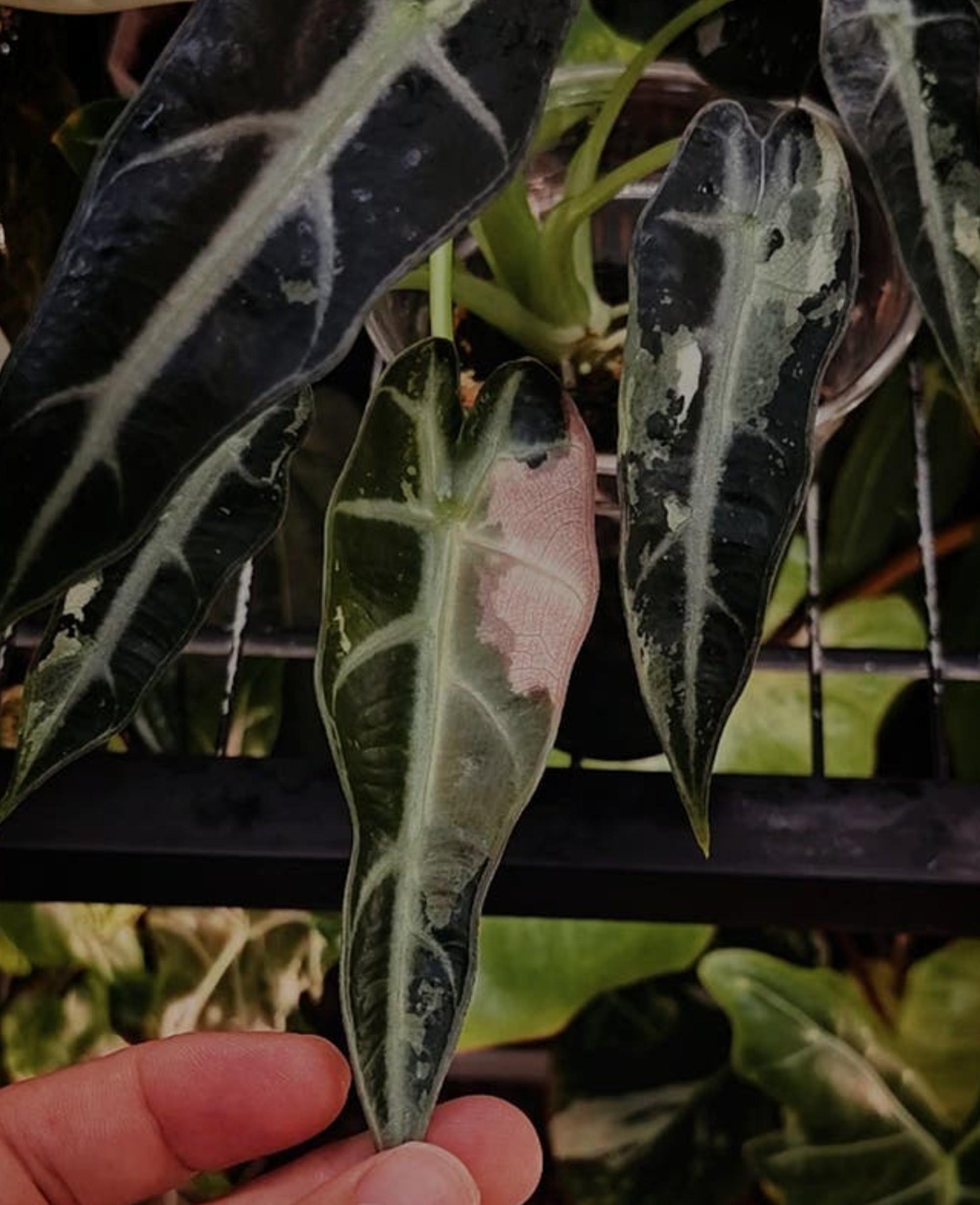 Alocasia Bambino Albo Pink bulb
