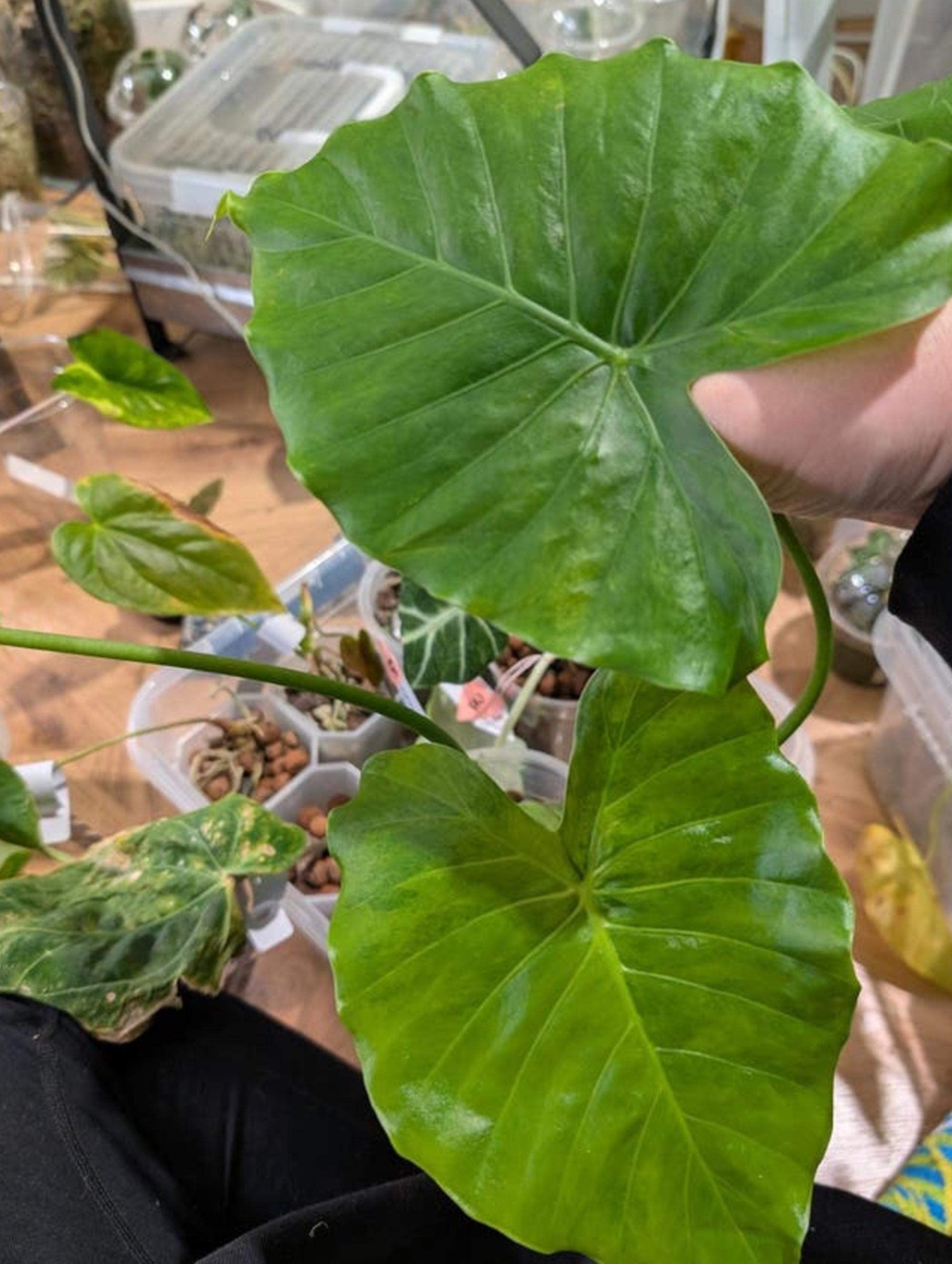 Alocasia Gageana Odora California Albo bulb