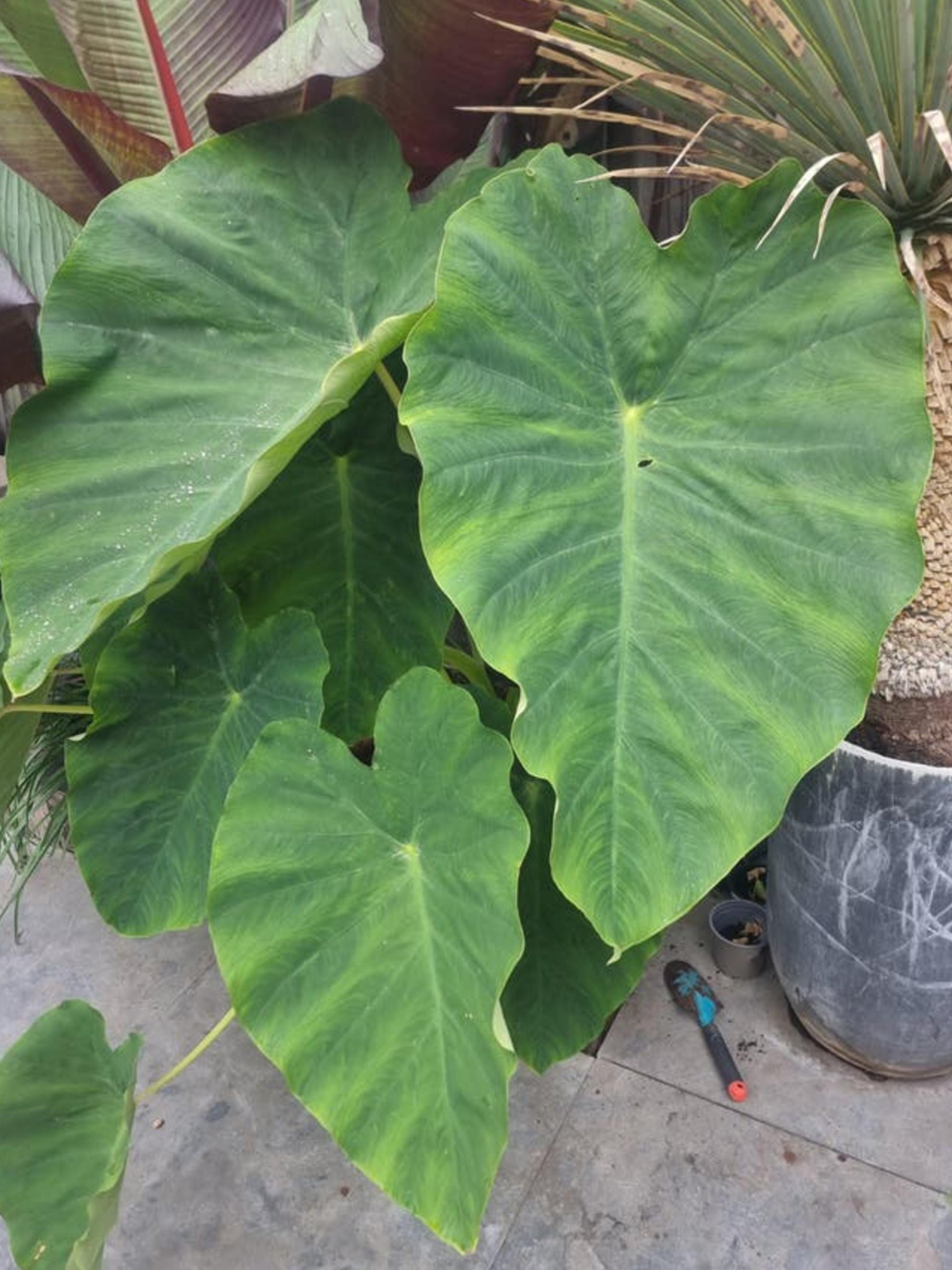 Colocasia Jack's Giant bulb