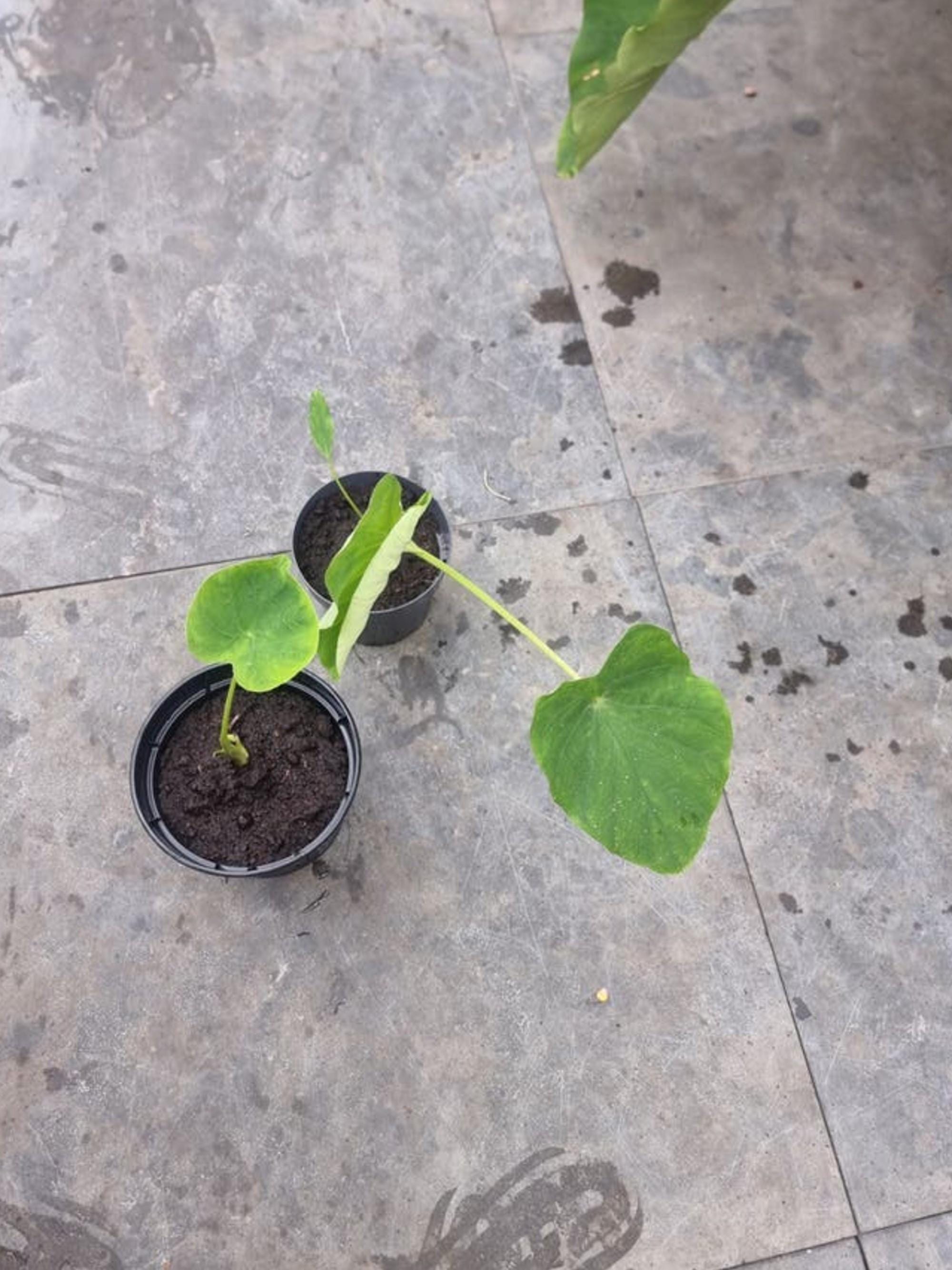 Colocasia Jack's Giant bulb