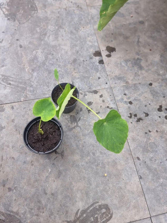 Colocasia Jack's Giant bulb