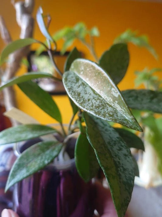 Hoya Pubicalyx Splash cutting