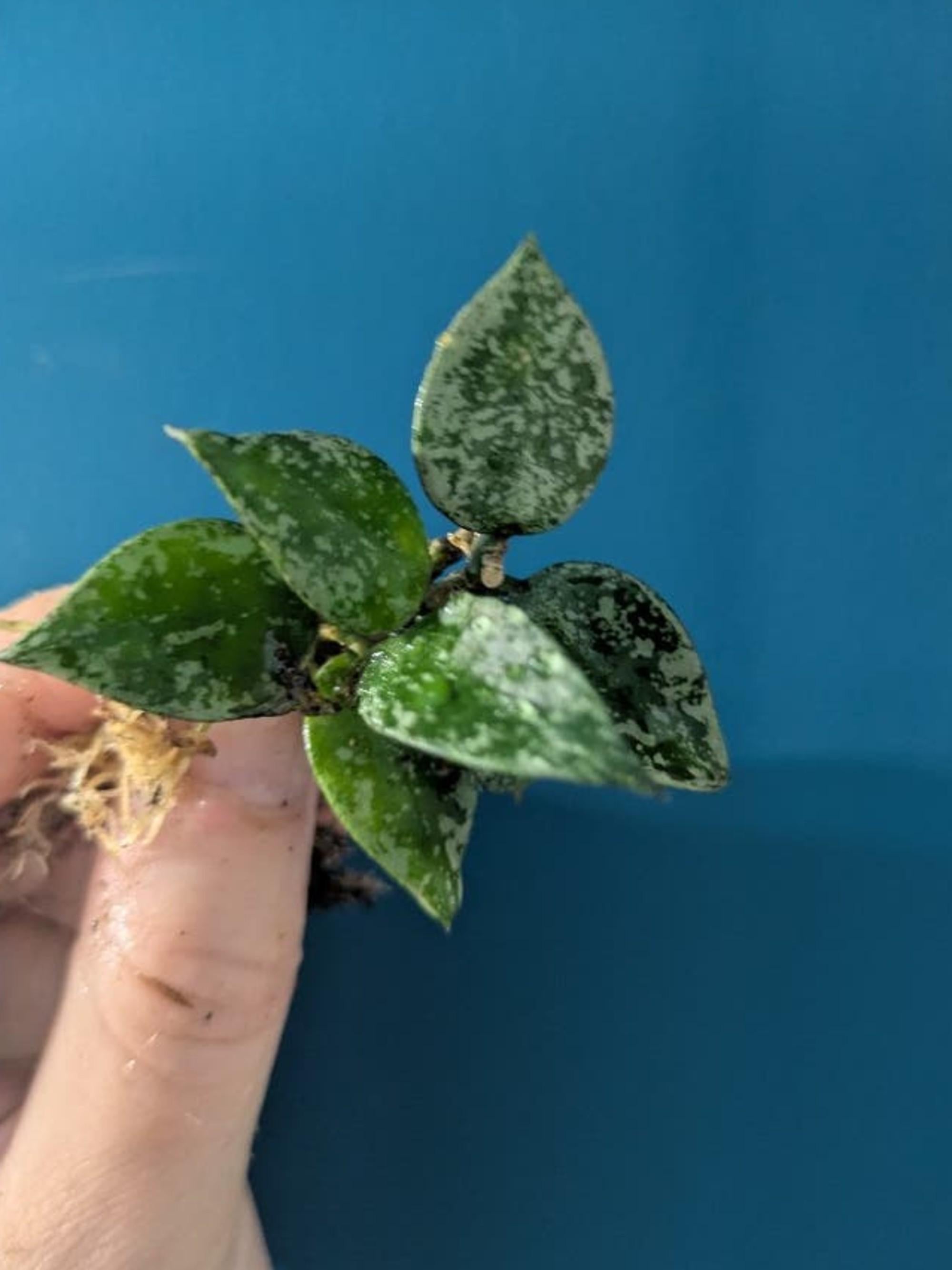 Hoya Krohniana Eskimo cutting