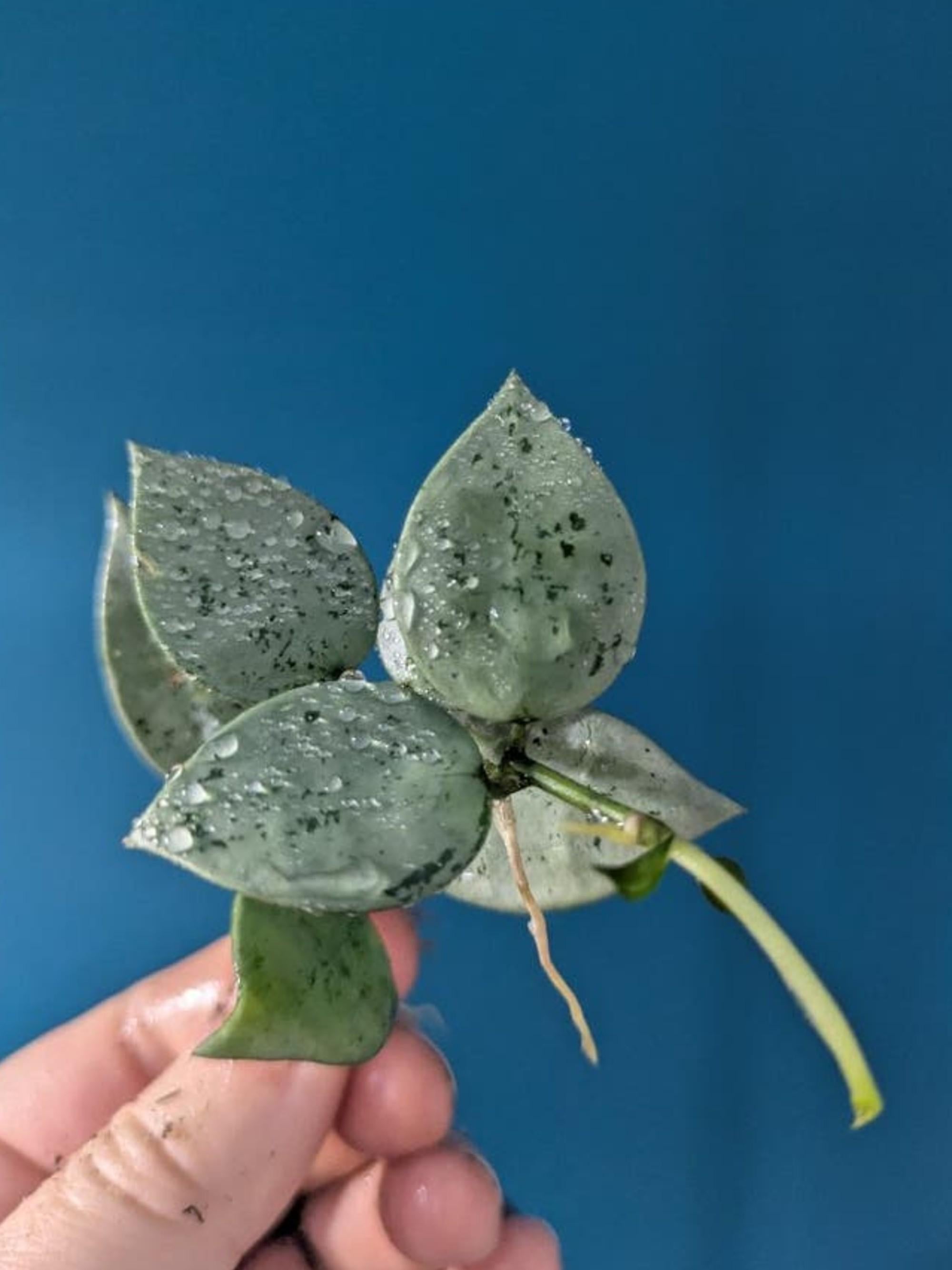 Hoya Krohniana Super Silver cutting
