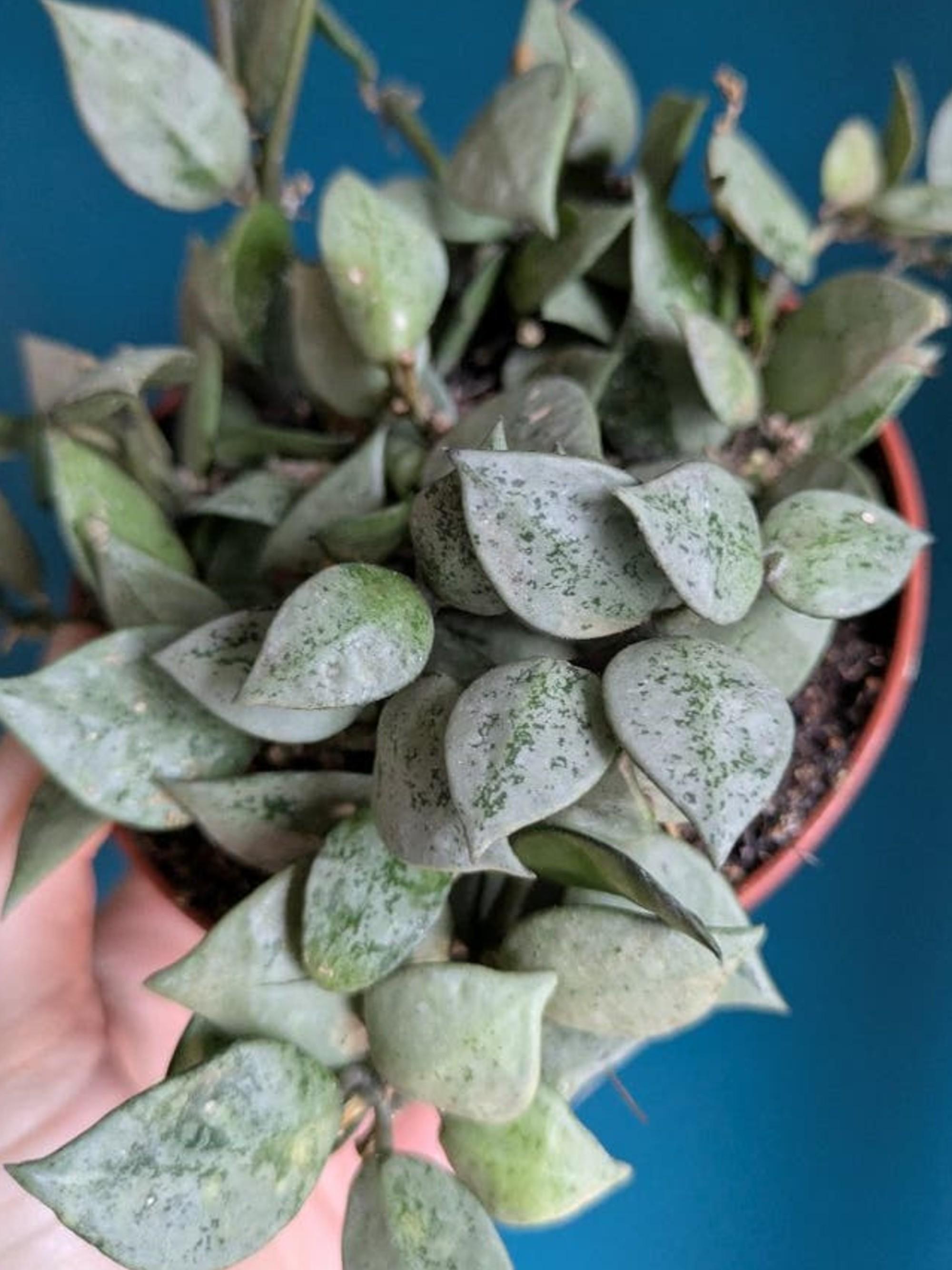 Hoya Krohniana Super Silver cutting