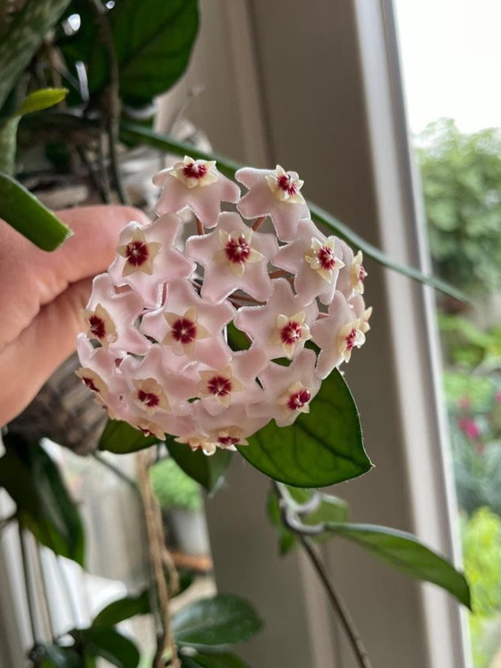 Hoya Carnosa Splash cutting