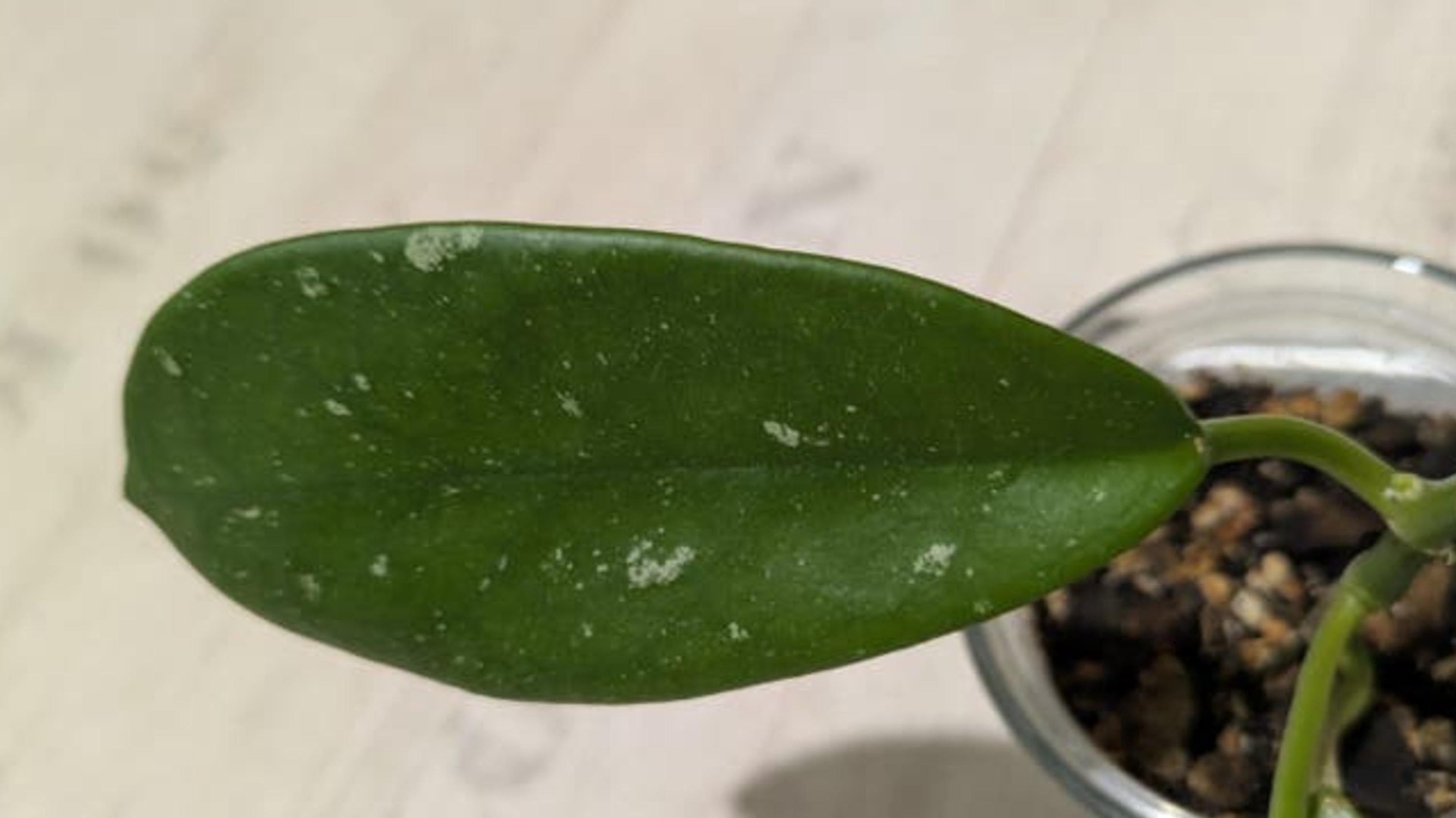 Hoya Diversifolia El Nidicus cutting