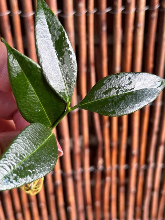 Hoya Odorata cutting