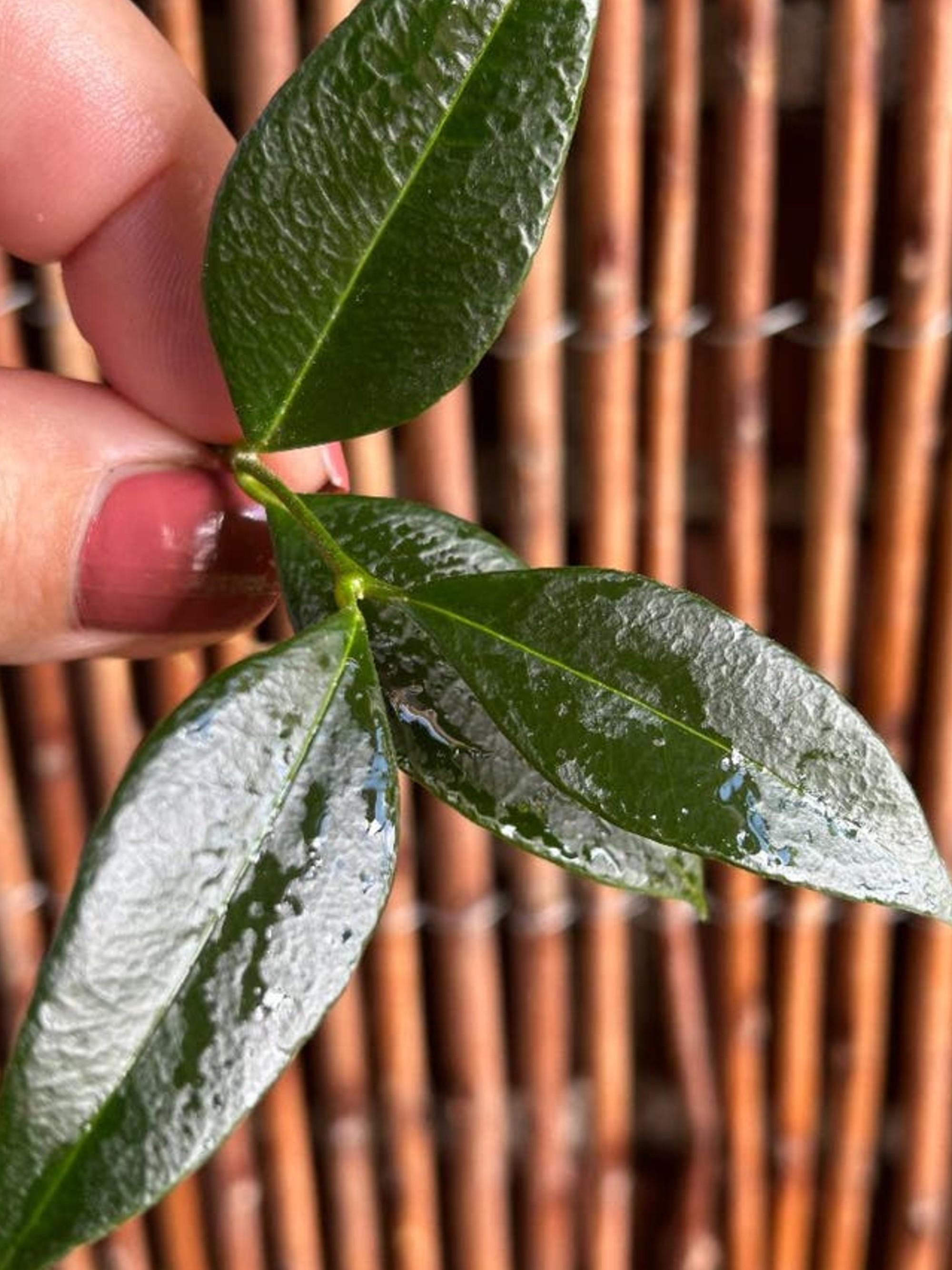 Hoya Odorata cutting