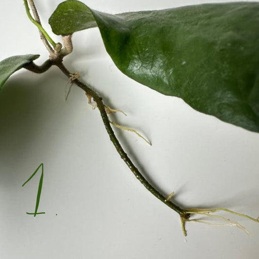 Hoya Caudata Big Green cutting