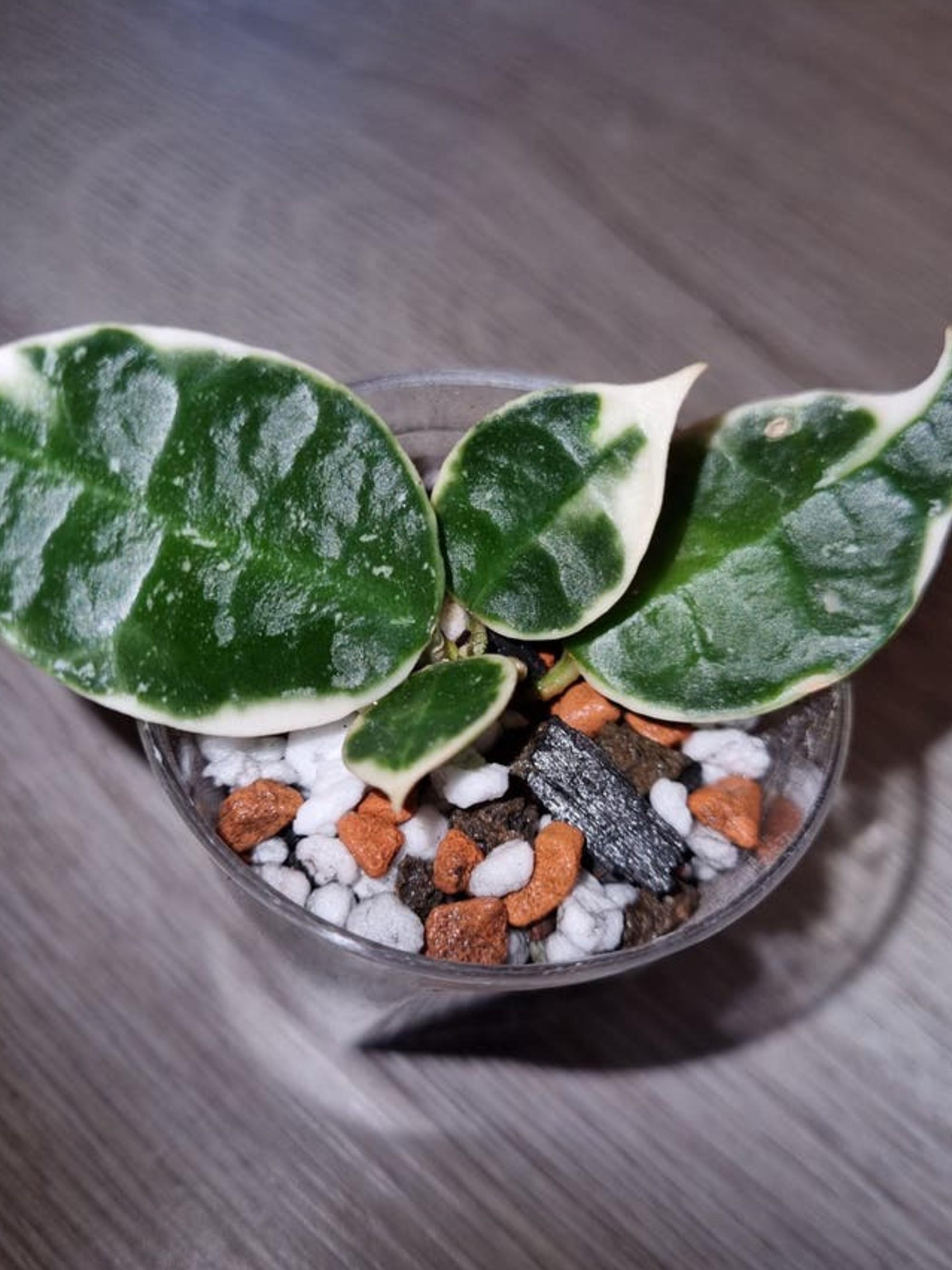 Hoya Lacunosa Asami Wonosobo cutting