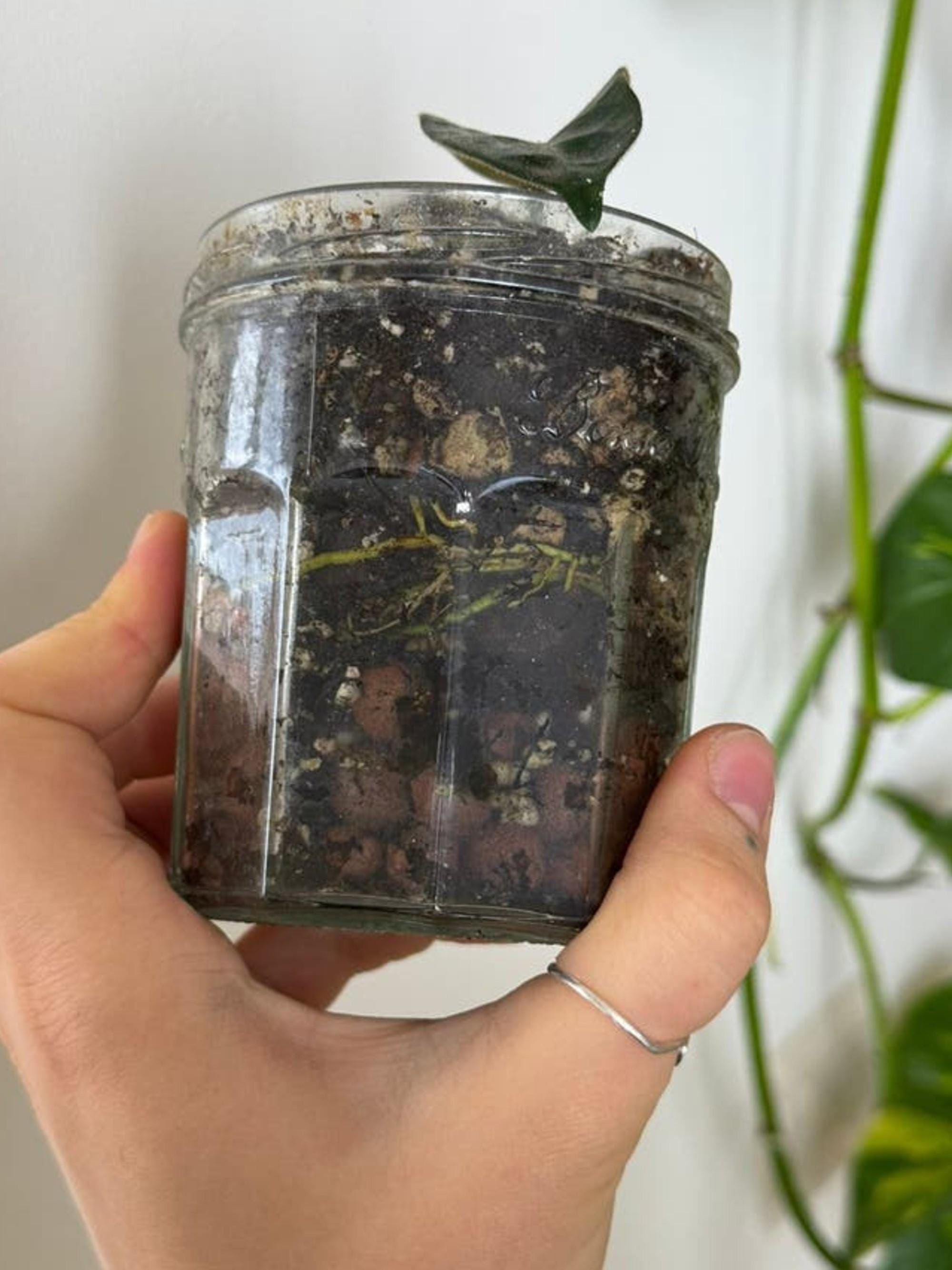Hoya Globulosa Cao Bang cutting