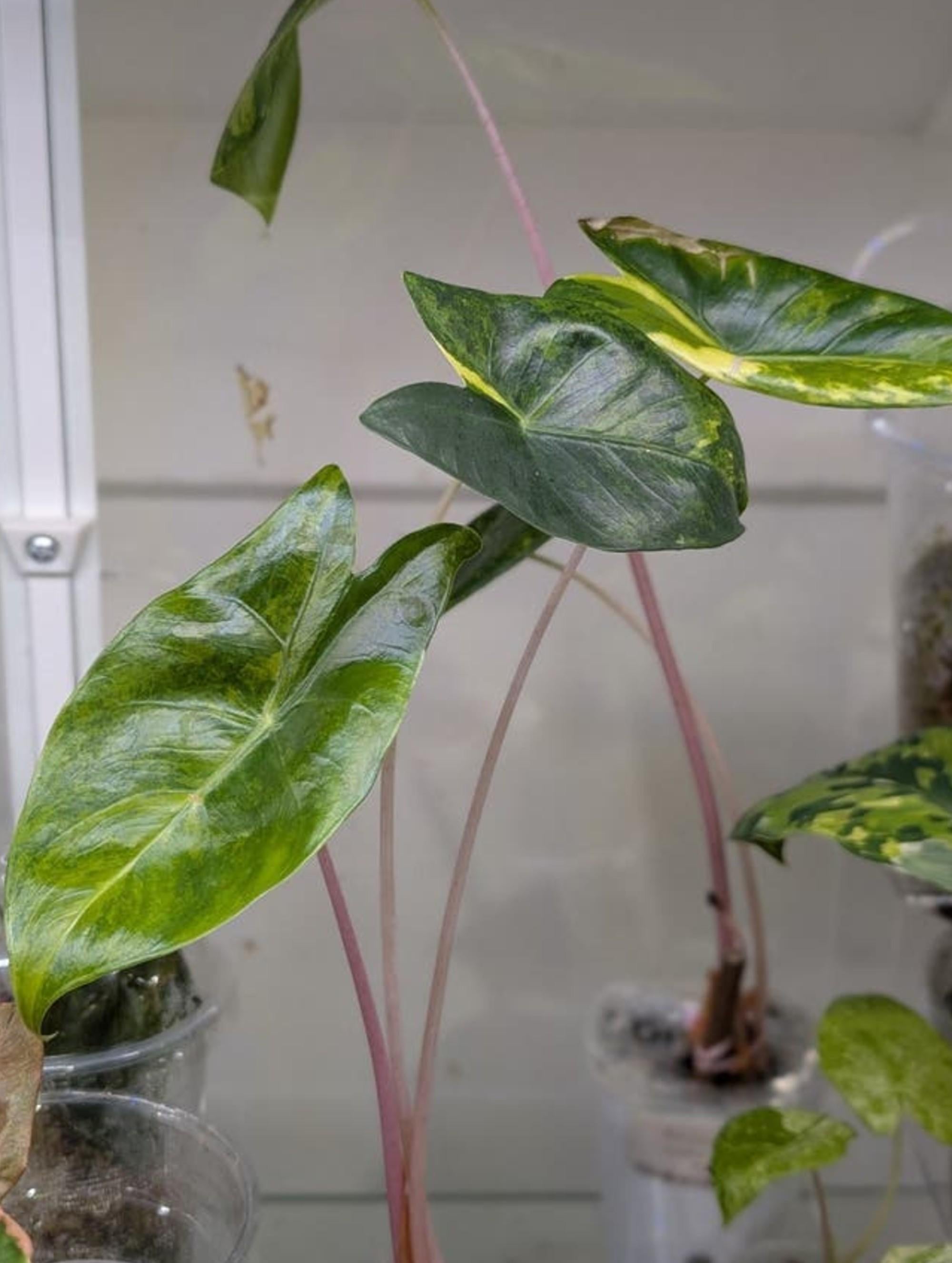 Alocasia Aurora Pink Dragon Aurea Variegata bulb