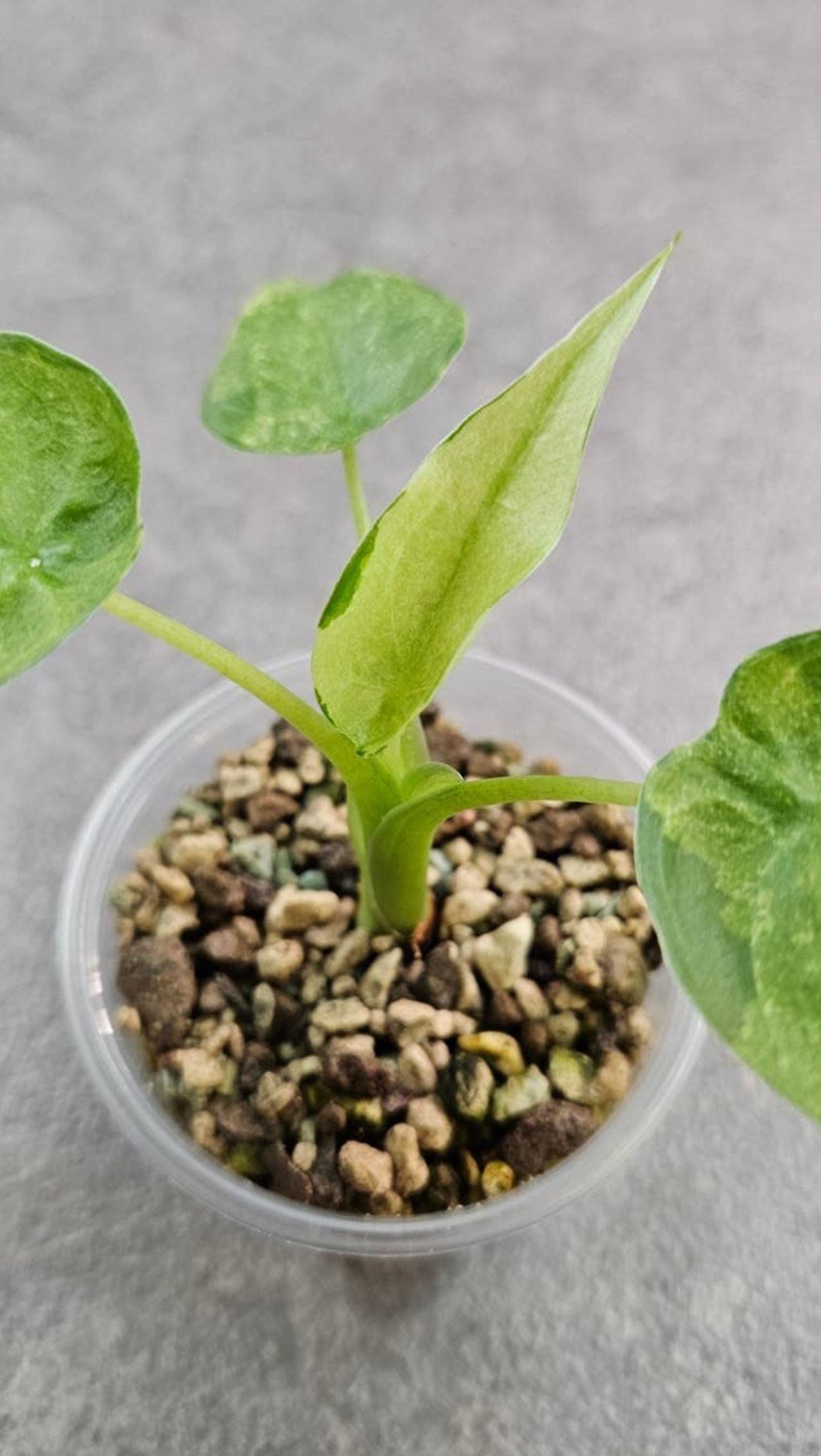 Alocasia Cucullata Aurea Mint Variegata bulb