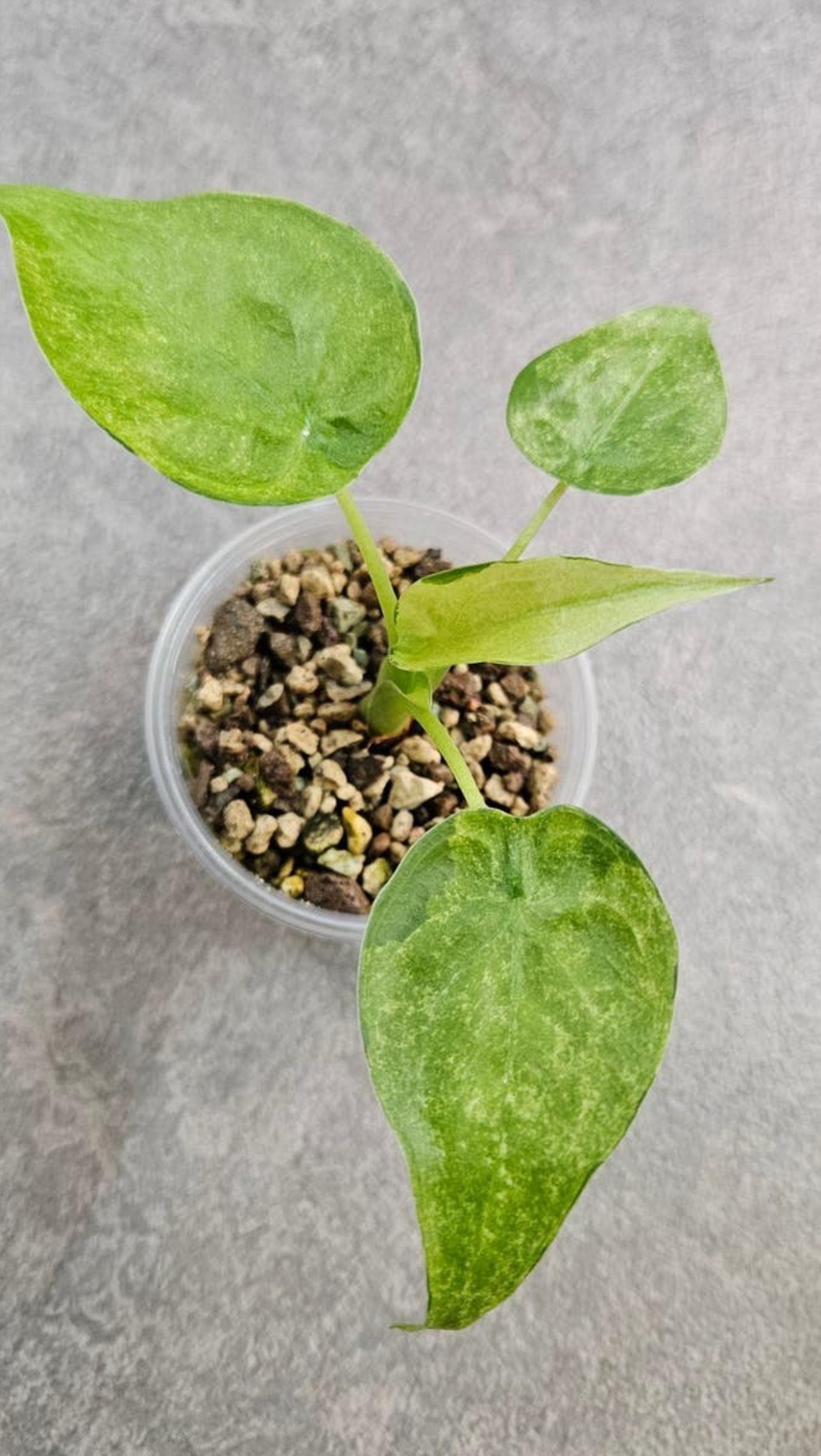 Alocasia Cucullata Aurea Mint Variegata bulb
