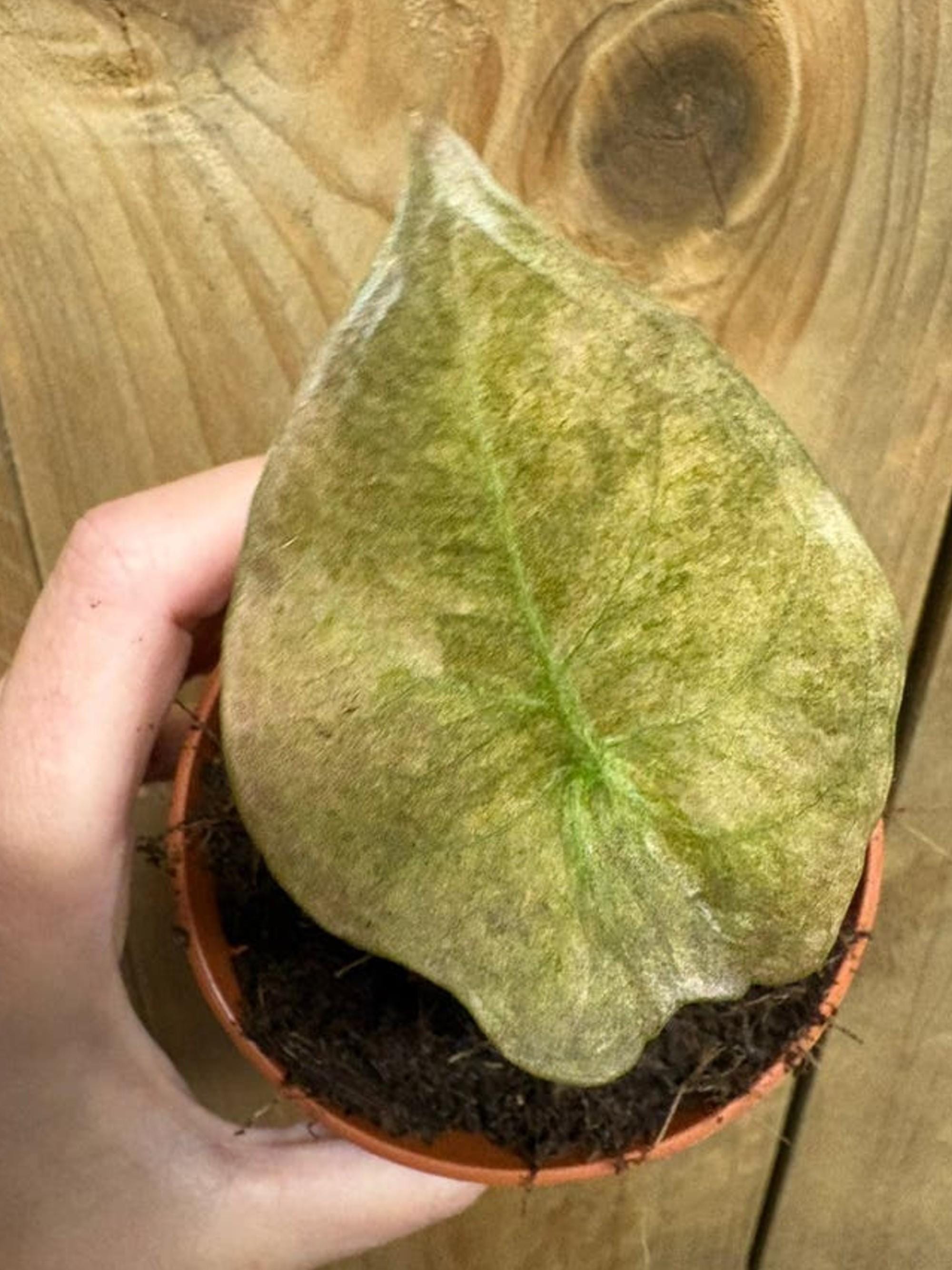 Alocasia Cuprea Red Secret Pink Mint Variegata bulb