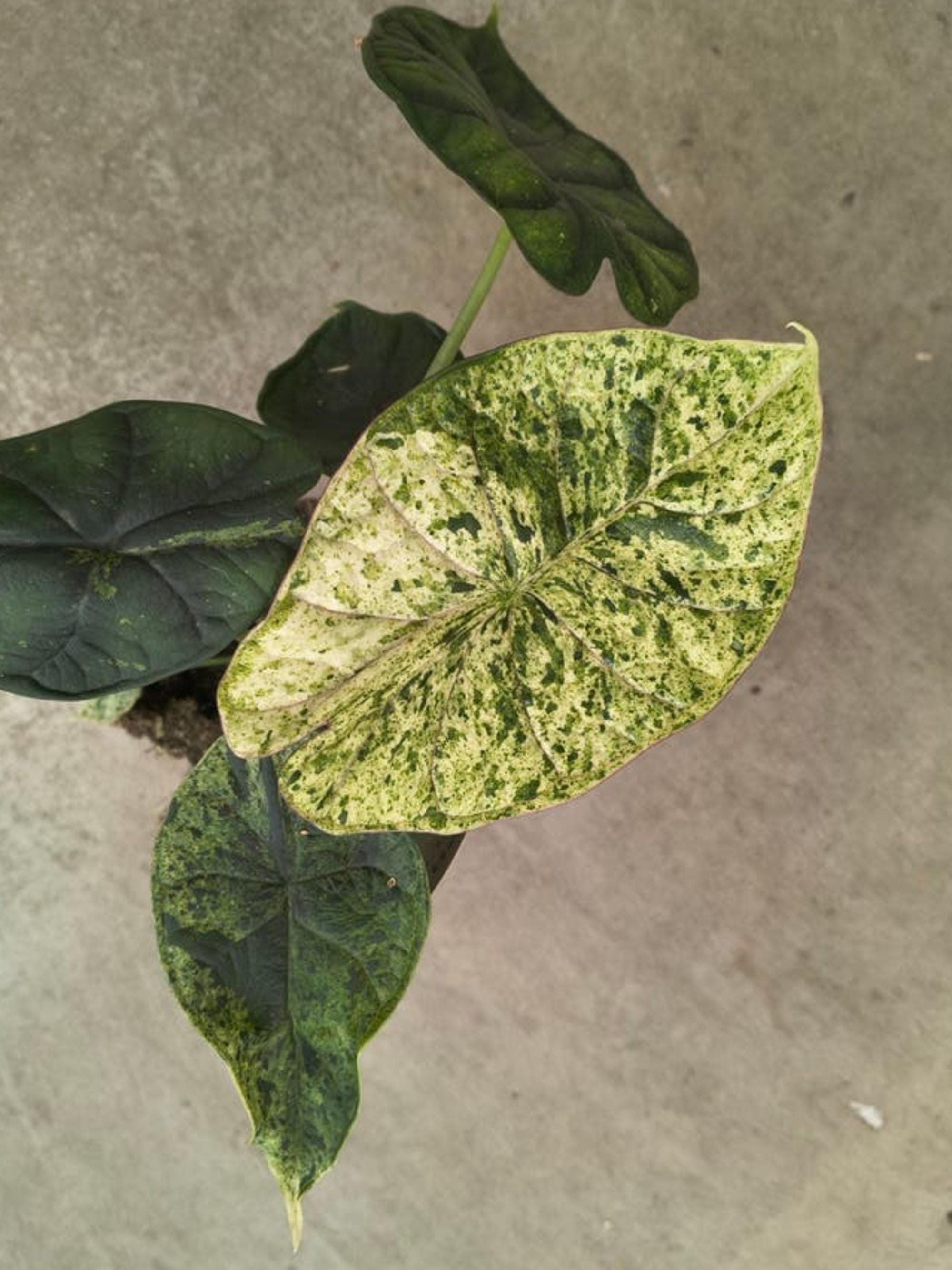 Alocasia Dragon Scale Mint Variegata bulb