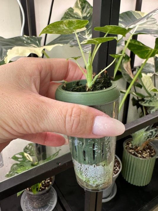 Alocasia Frydek Albo Variegata bulb