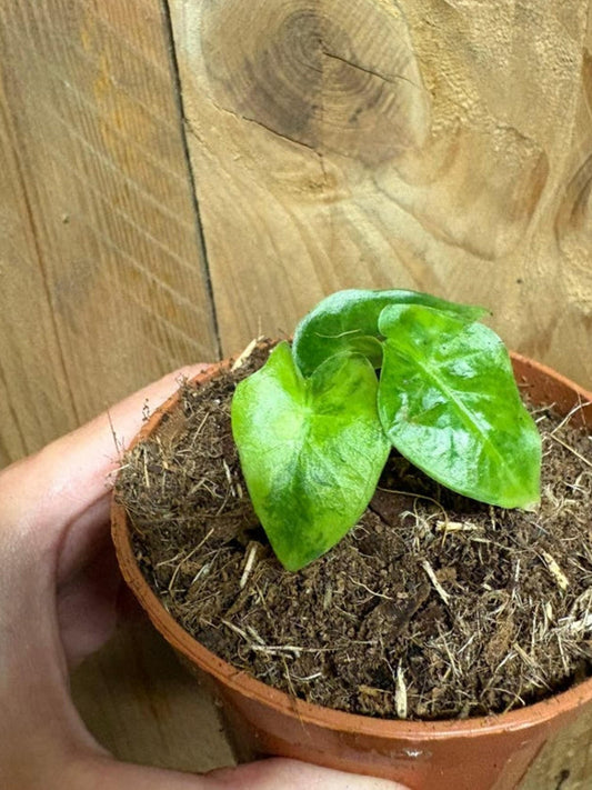 Alocasia Low Rider Aurea Lemon Lime Variegata bulb