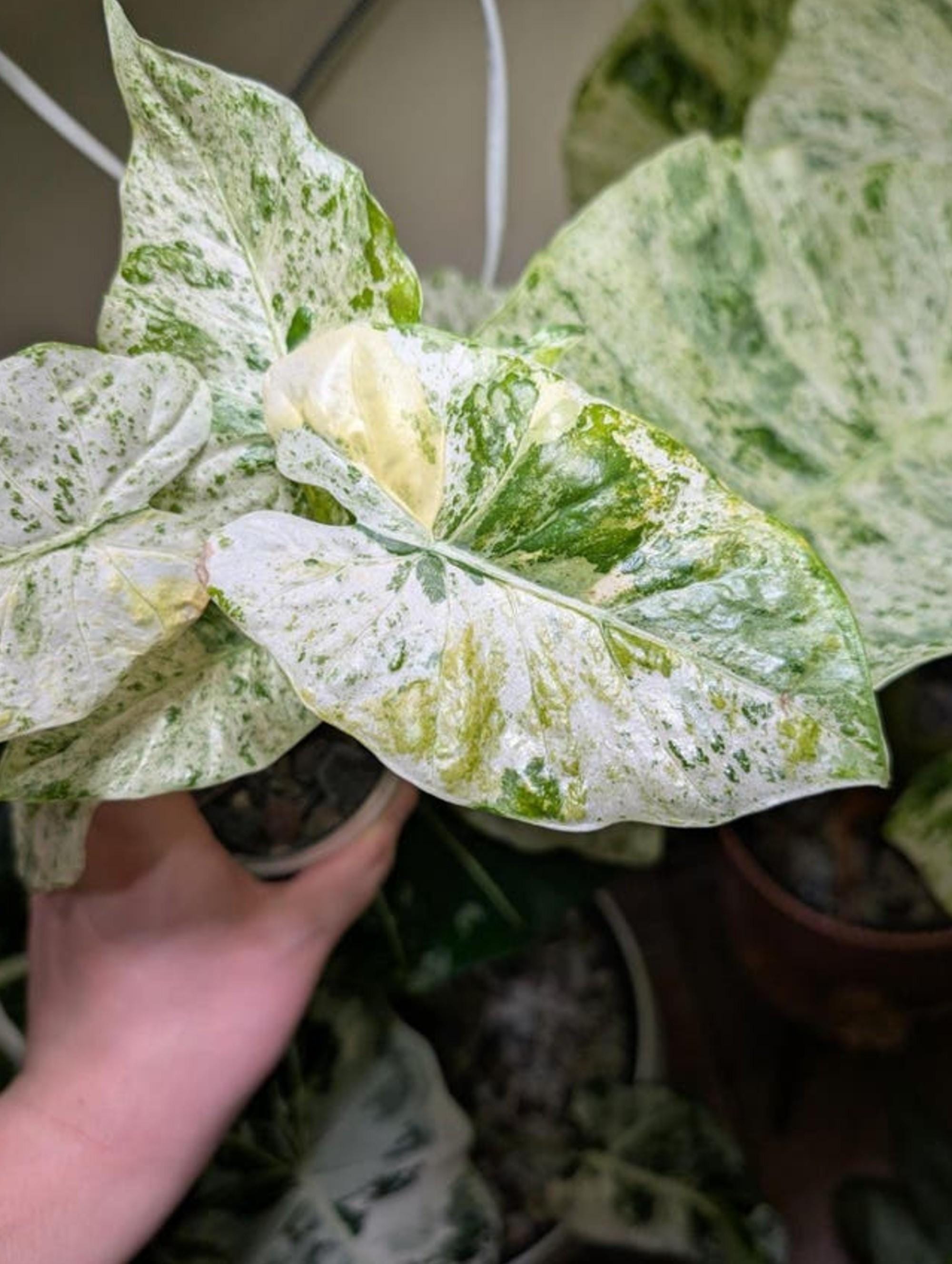 Alocasia Odora Batik Aurea bulb