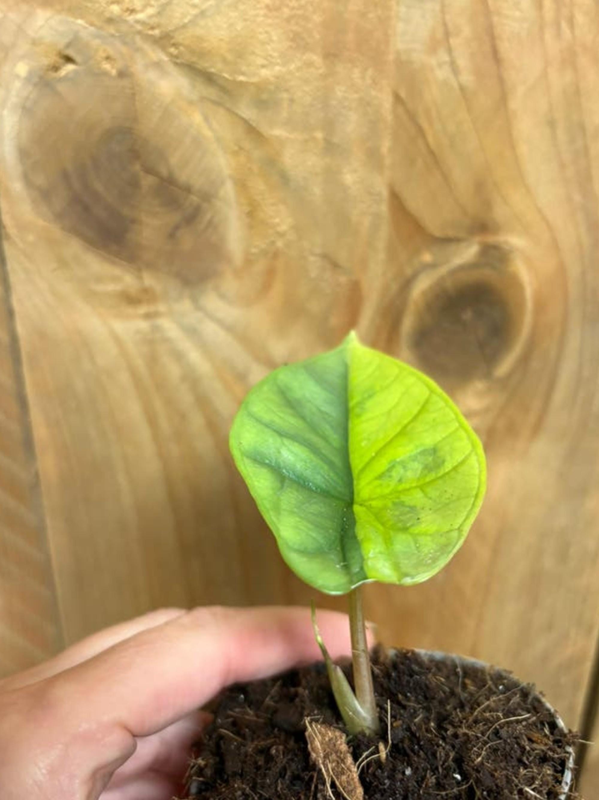 Alocasia Platinum Halfmoon Aurea Variegata bulb