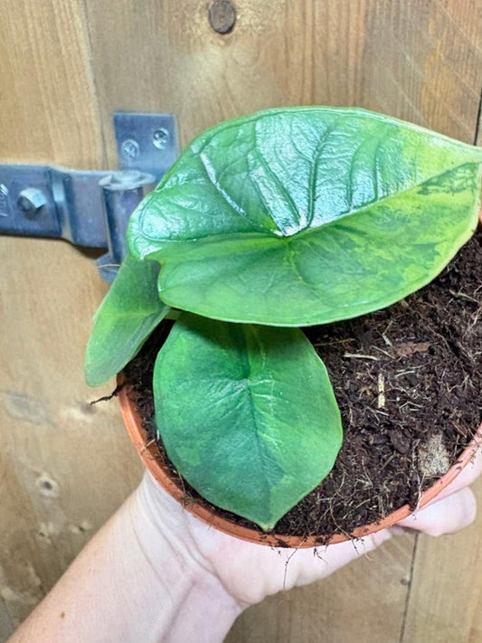 Alocasia Platinum Green Marble Mint Variegata bulb