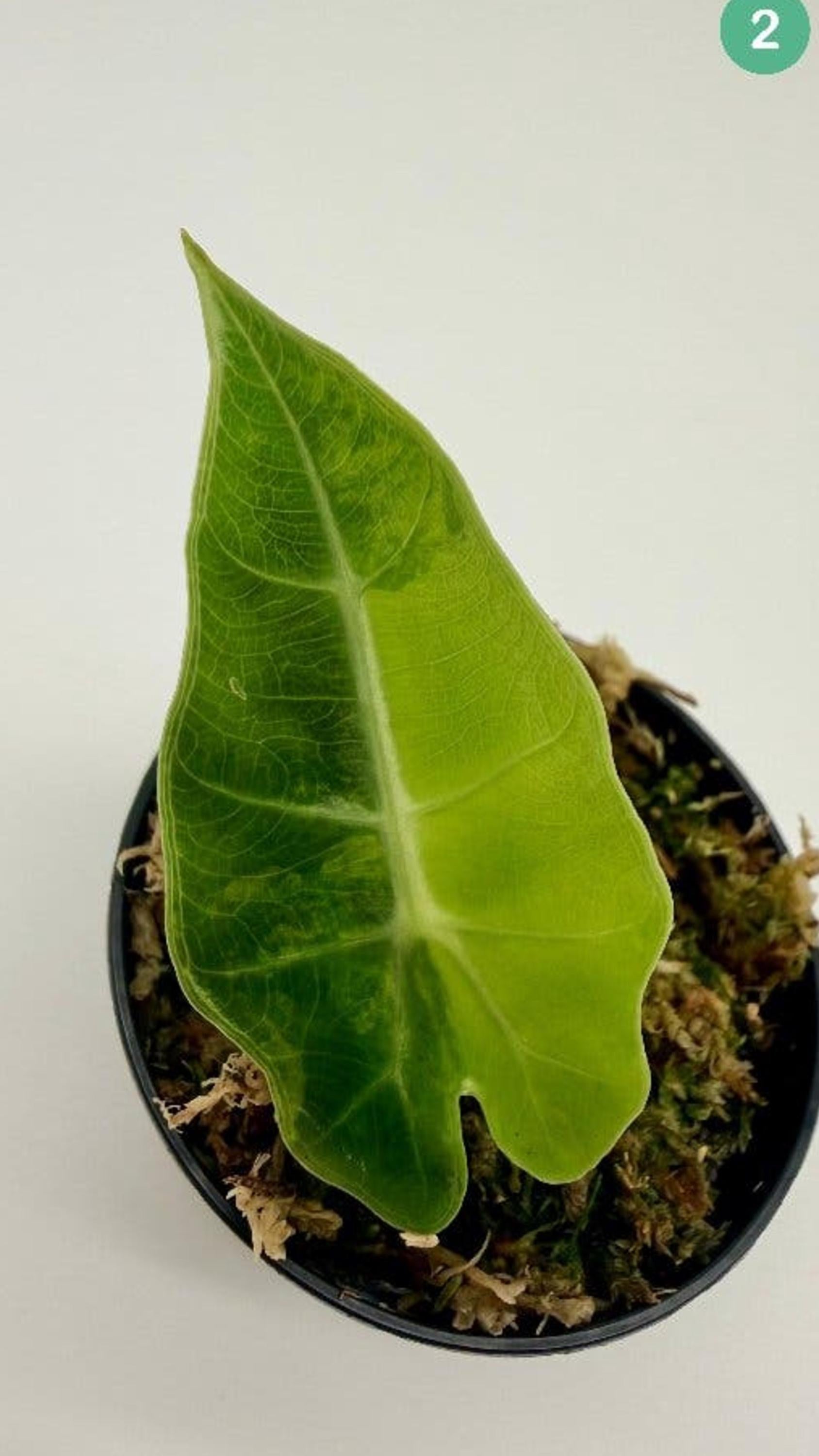Alocasia Polly Aurea Variegata bulb