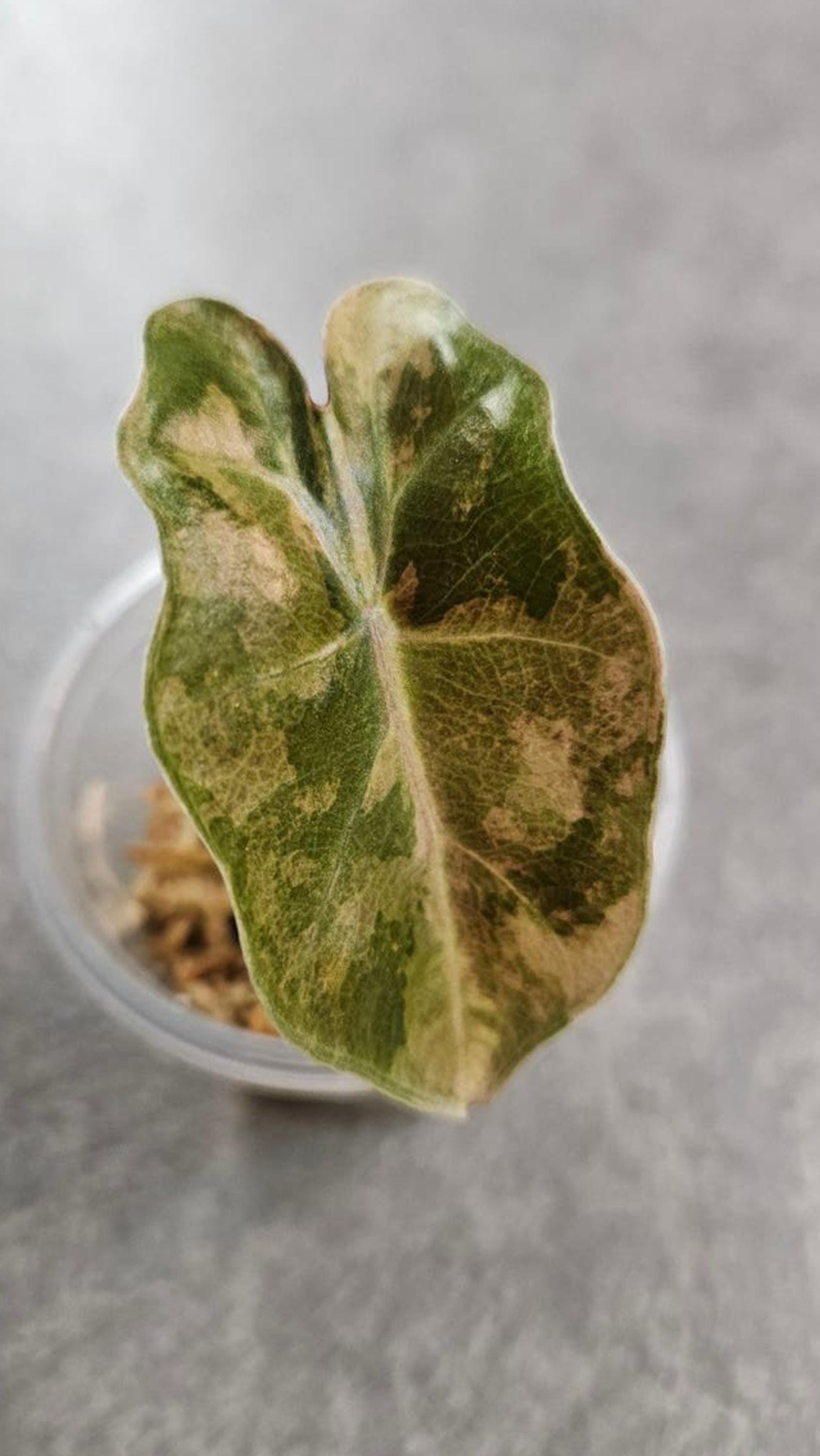Alocasia Pseudo Sanderiana Aurea Variegata bulb