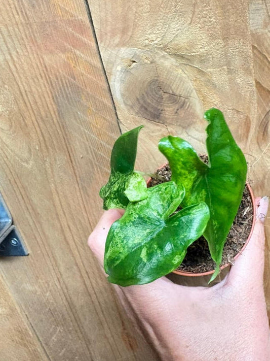 Alocasia Tigrina Superba Green Mint Variegata bulb